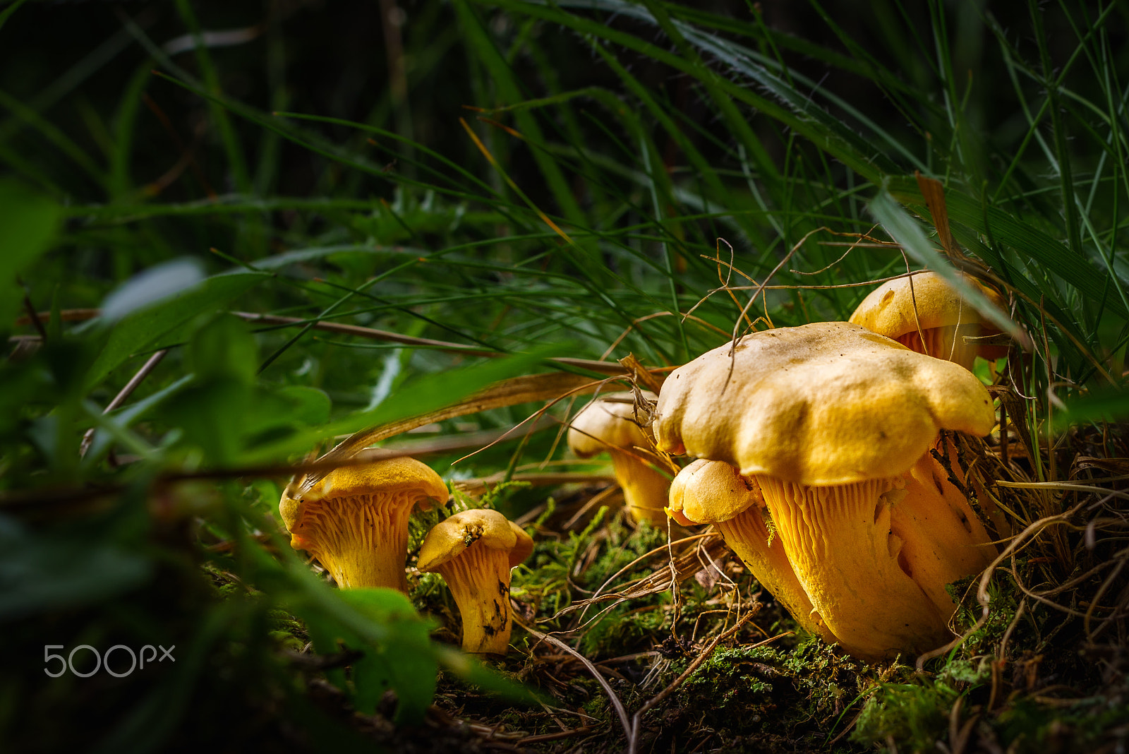 Sony a7R + E 21mm F2.8 sample photo. Pfifferling im wald photography