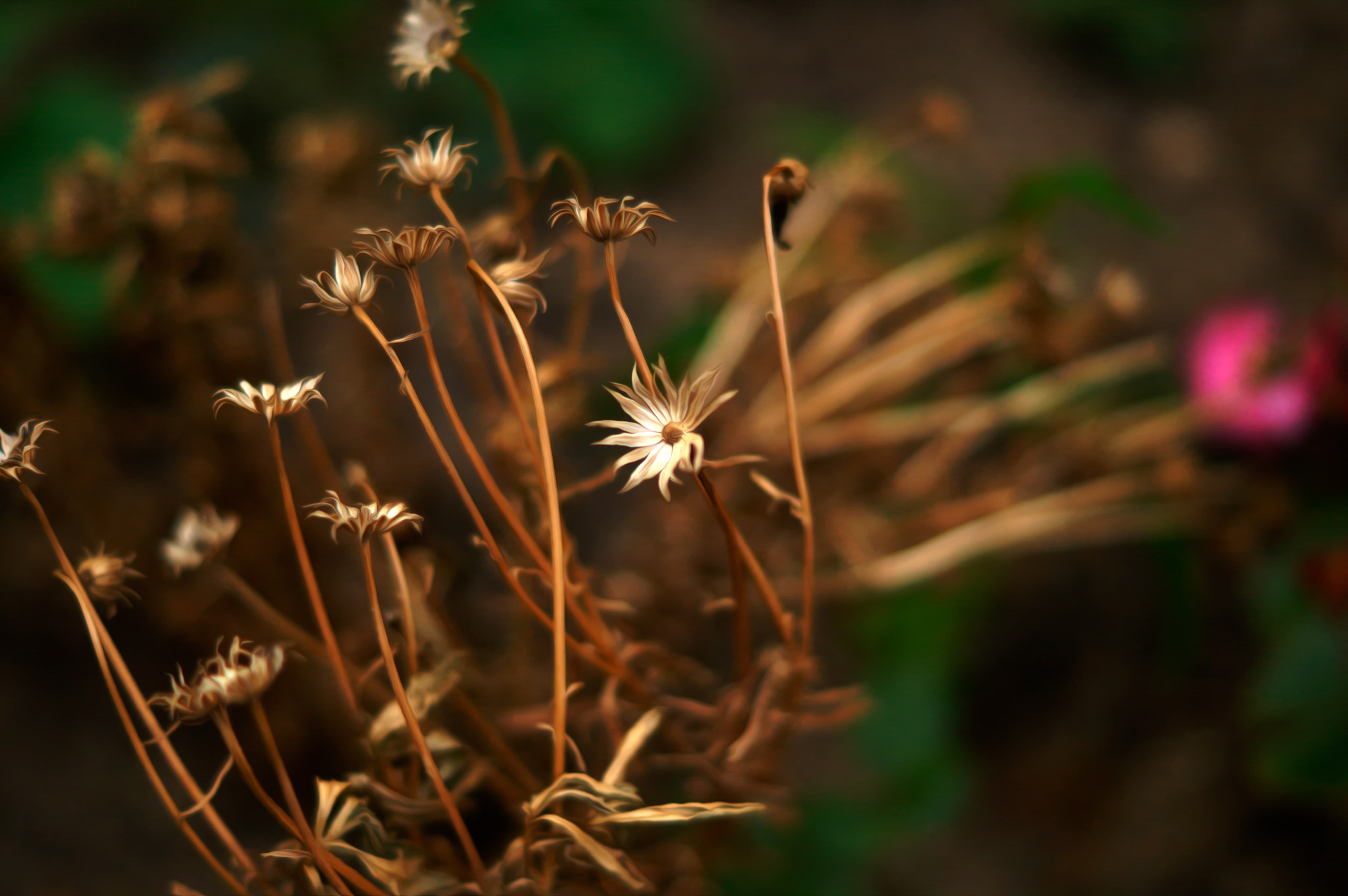 Sony SLT-A37 + Sony DT 50mm F1.8 SAM sample photo. ........ photography