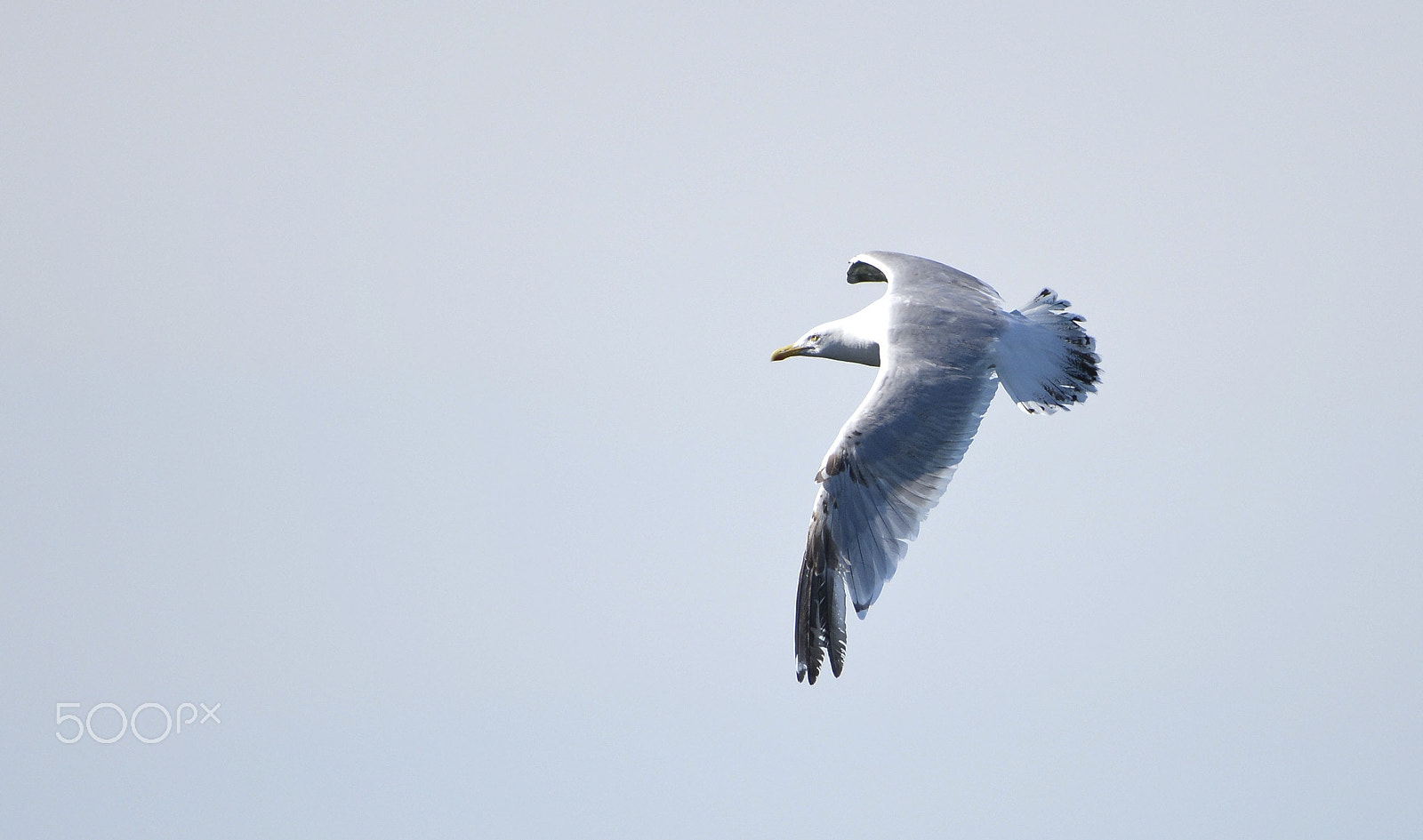 AF Zoom-Nikkor 35-135mm f/3.5-4.5 N sample photo. Goeland photography