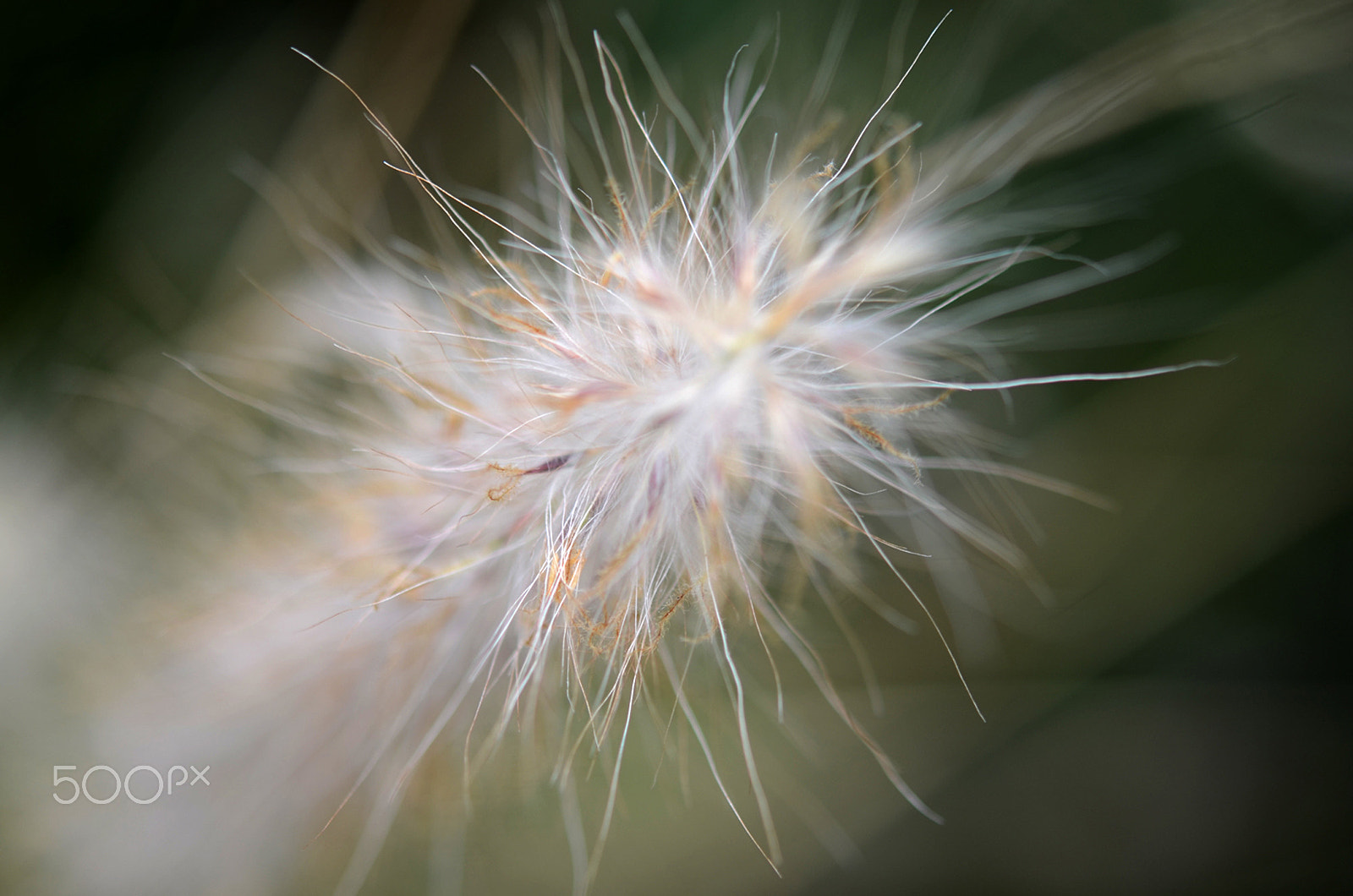 Nikon AF-S Micro-Nikkor 60mm F2.8G ED sample photo. Whisps photography