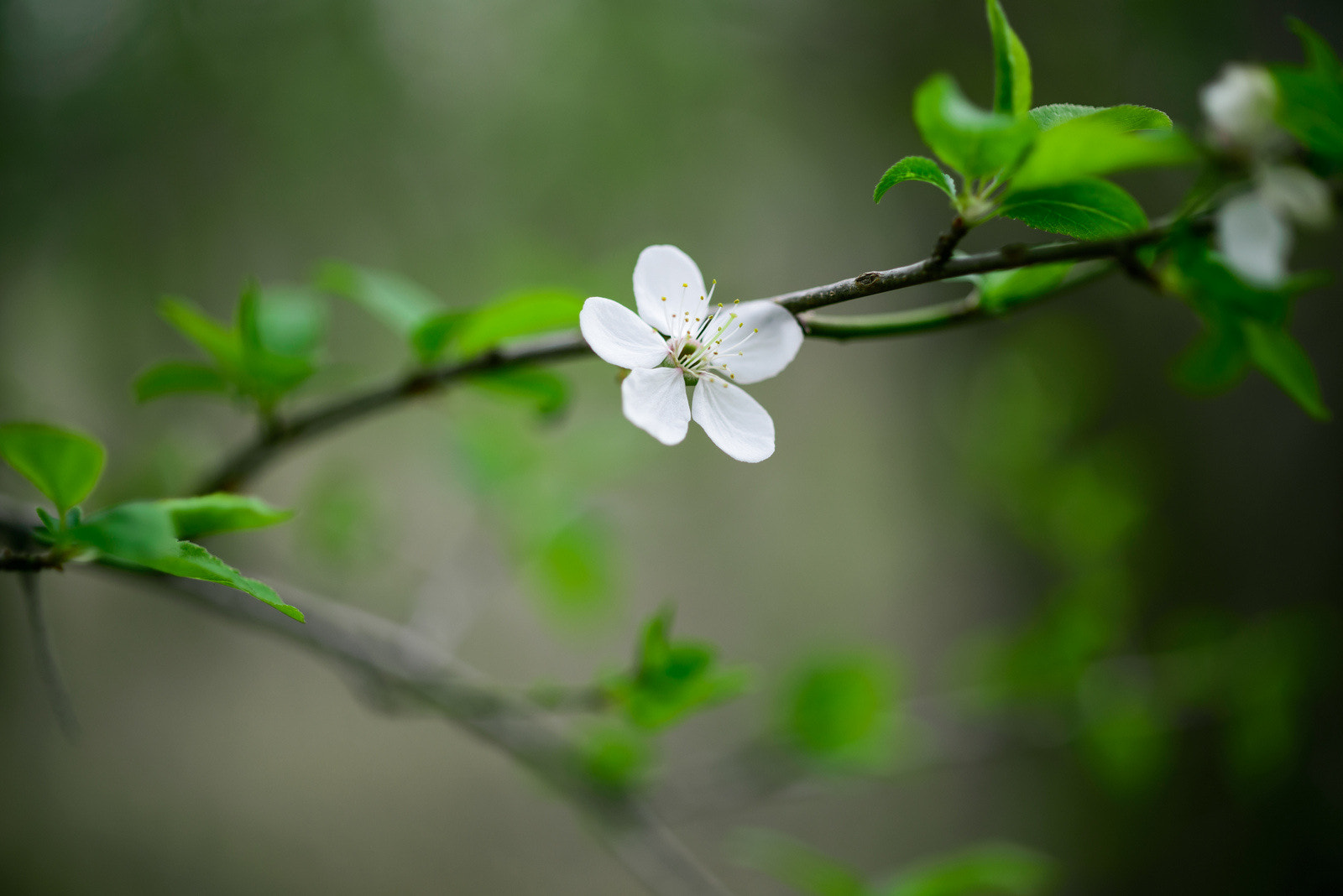 ZEISS Makro-Planar T* 50mm F2 sample photo. Flower photography