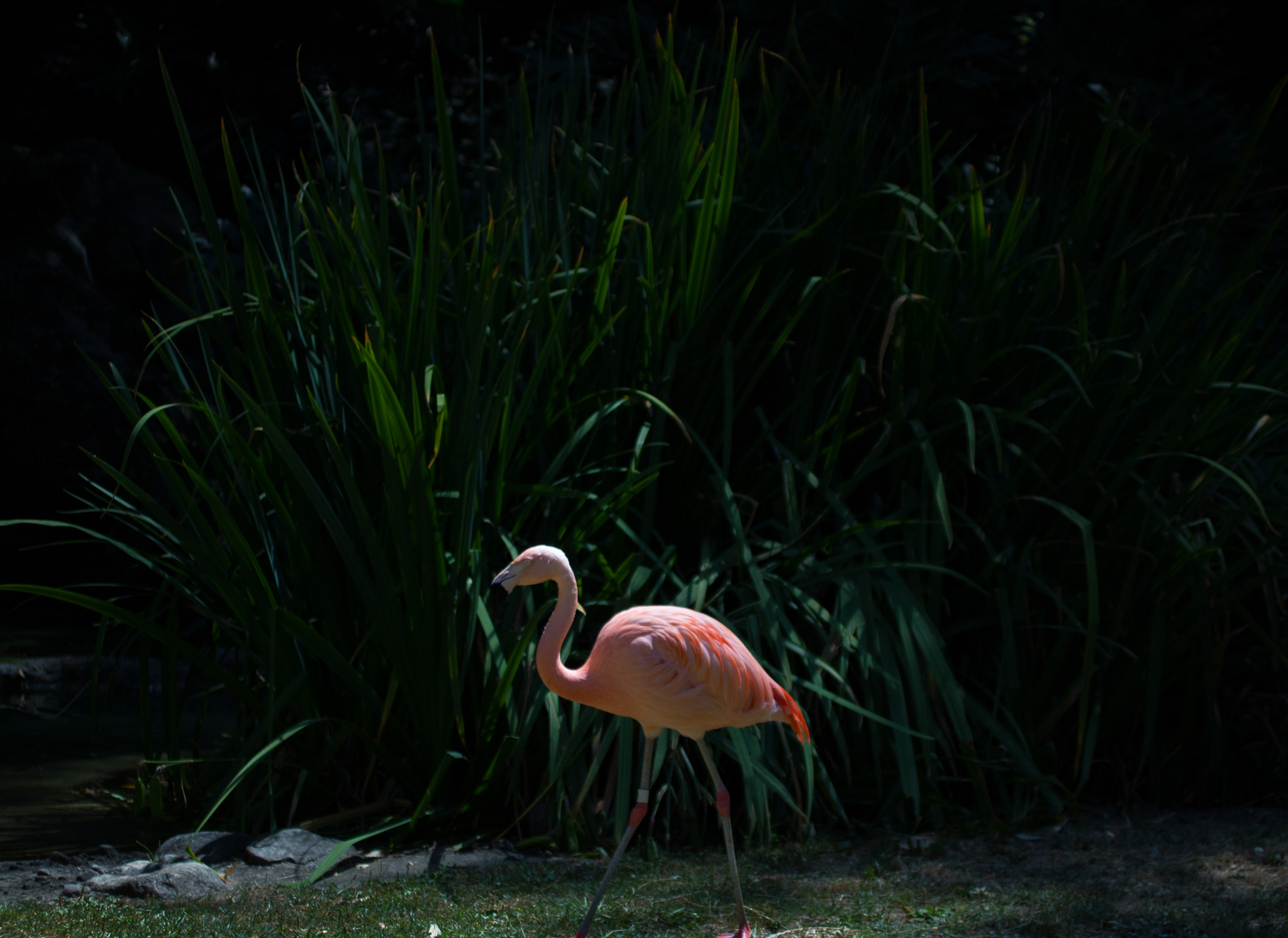 Canon EF 50mm F2.5 Macro sample photo. Pink photography
