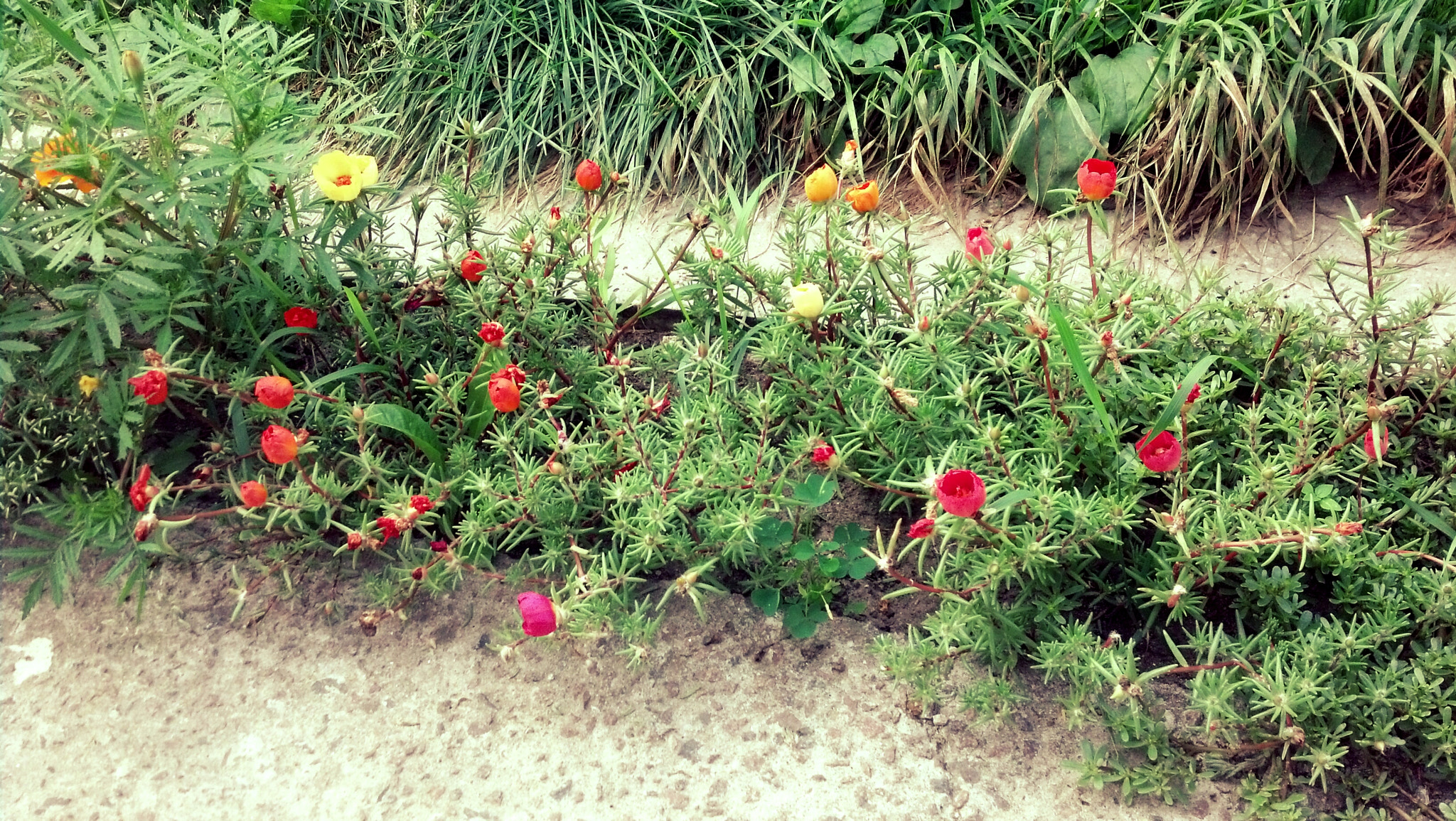 Motorola DROID RAZR sample photo. Flowers photography