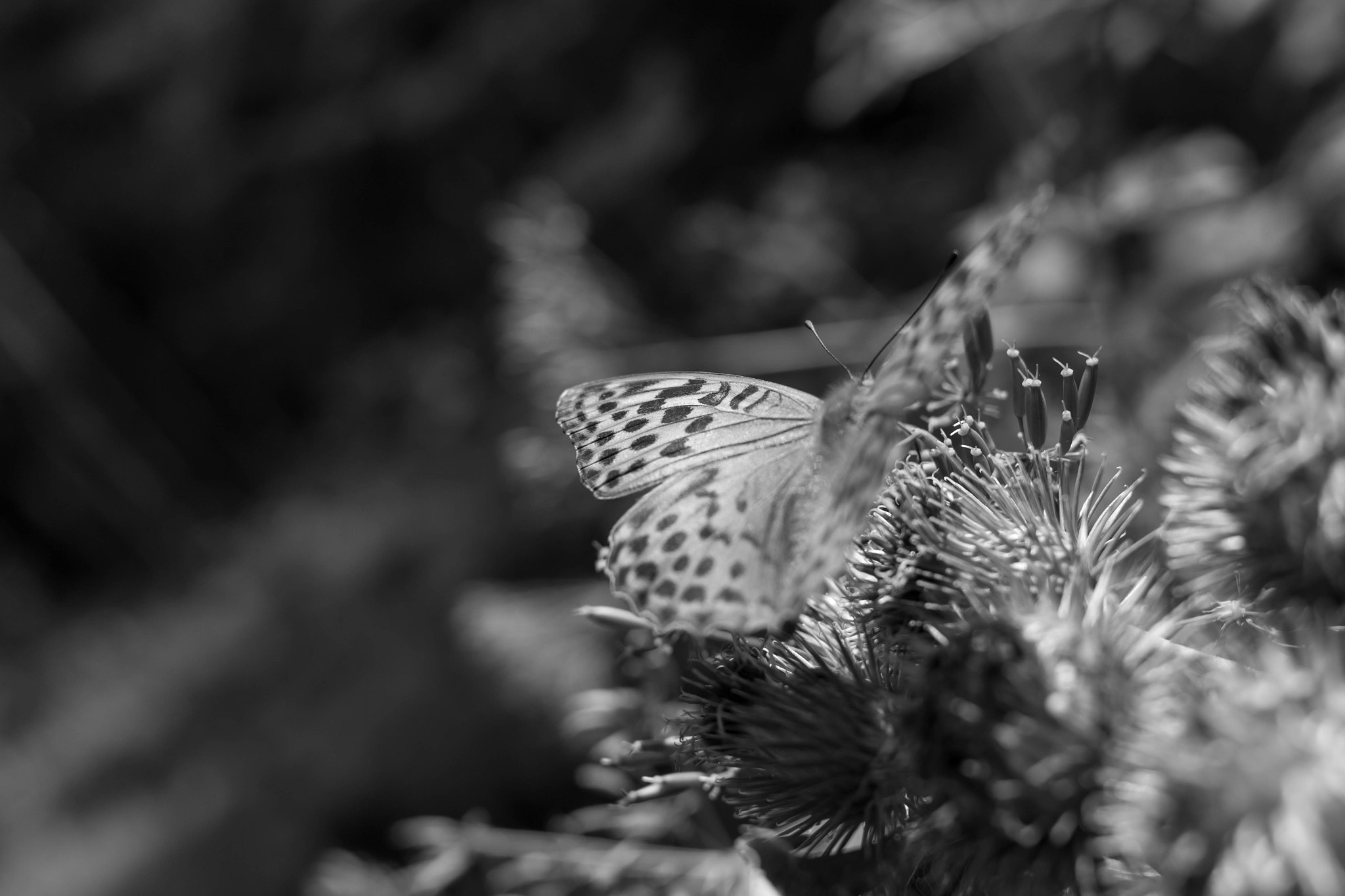 Canon EF 28mm F2.8 IS USM sample photo. Sharp'n'blurry photography