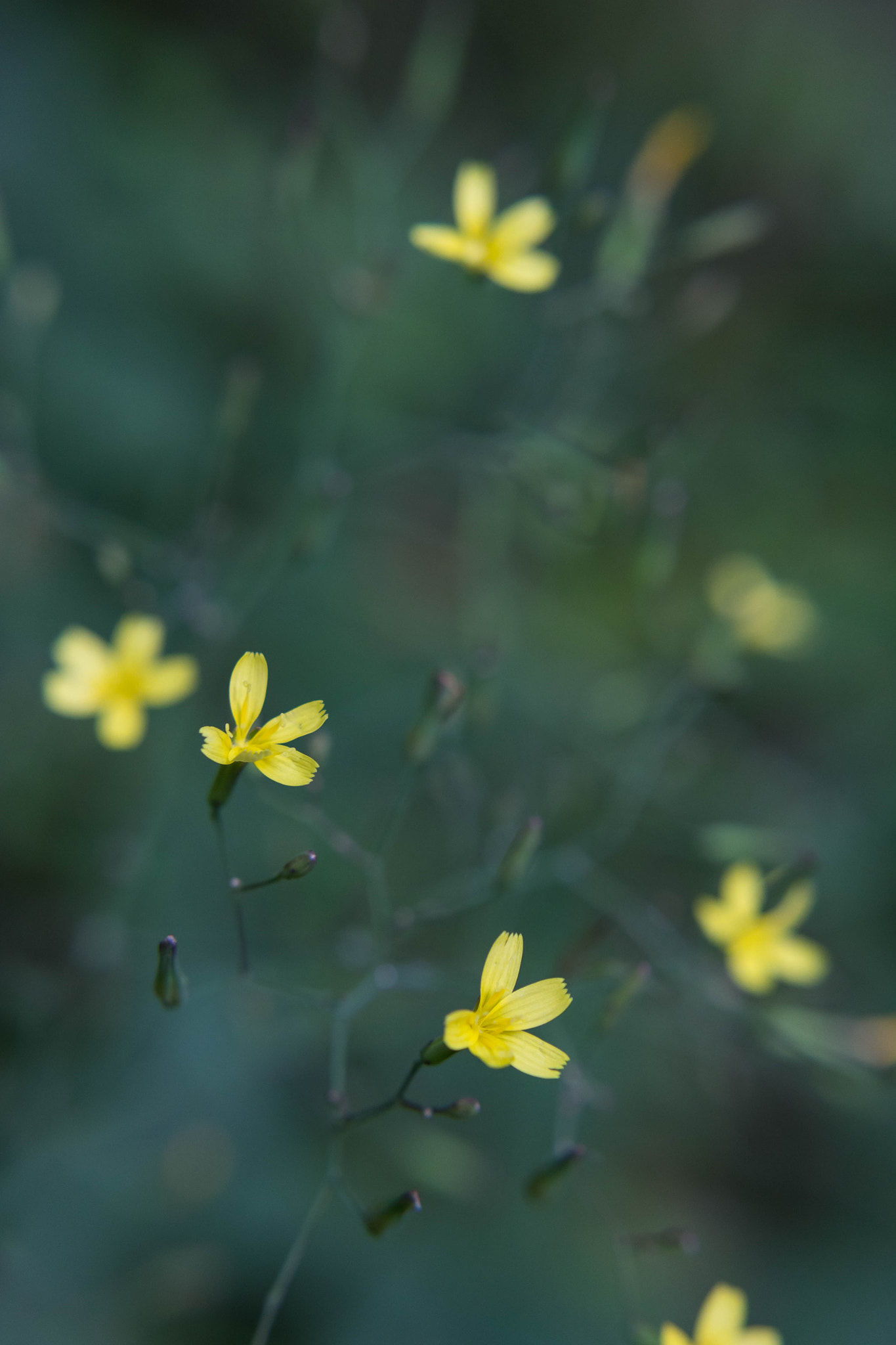 Canon EOS 600D (Rebel EOS T3i / EOS Kiss X5) + Canon EF 28mm F2.8 IS USM sample photo. Color harmony pt.2 photography