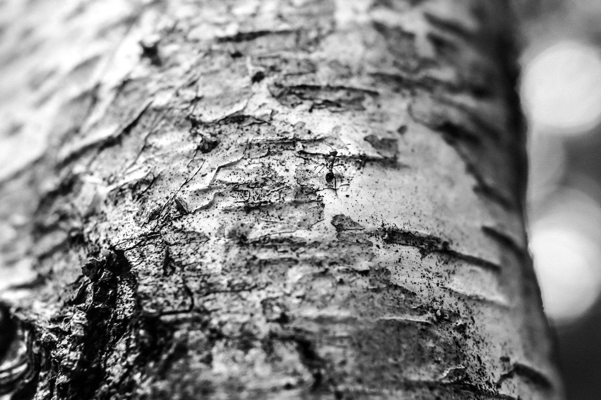 Canon EF 28mm F2.8 IS USM sample photo. Climbin' of an ant photography