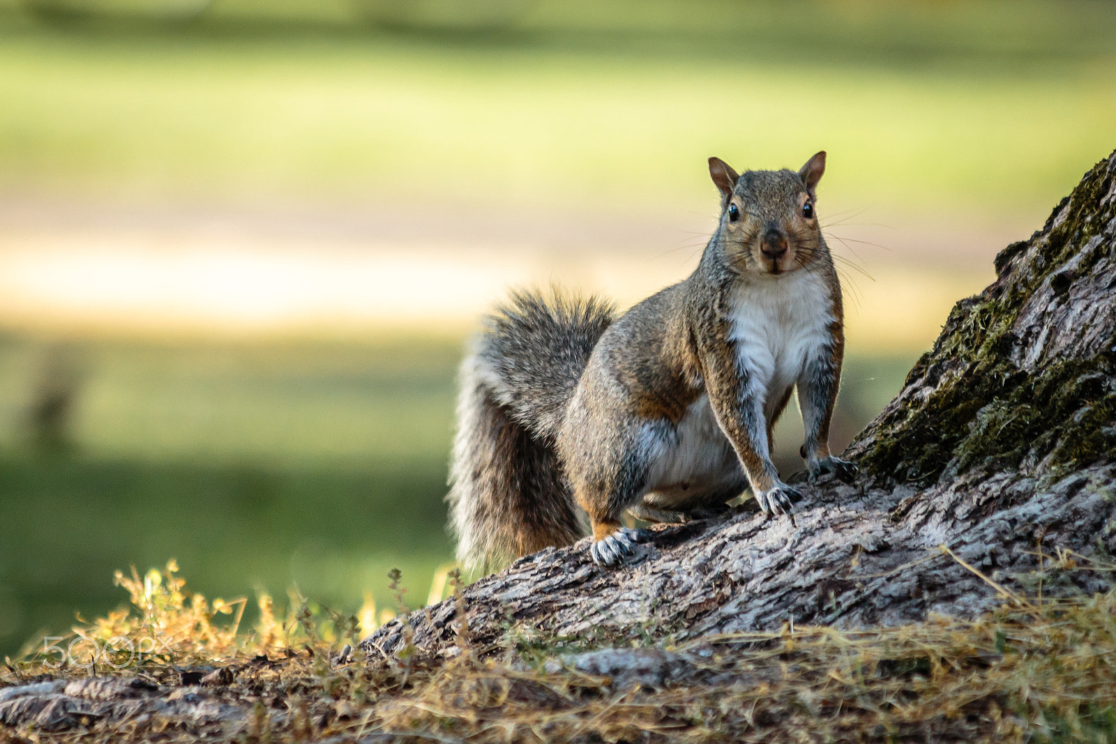 Canon EOS 650D (EOS Rebel T4i / EOS Kiss X6i) sample photo. Squirrel! photography