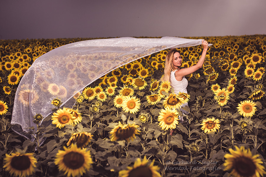 Nikon D7200 + Sigma 35mm F1.4 DG HSM Art sample photo. Sunflowers photography