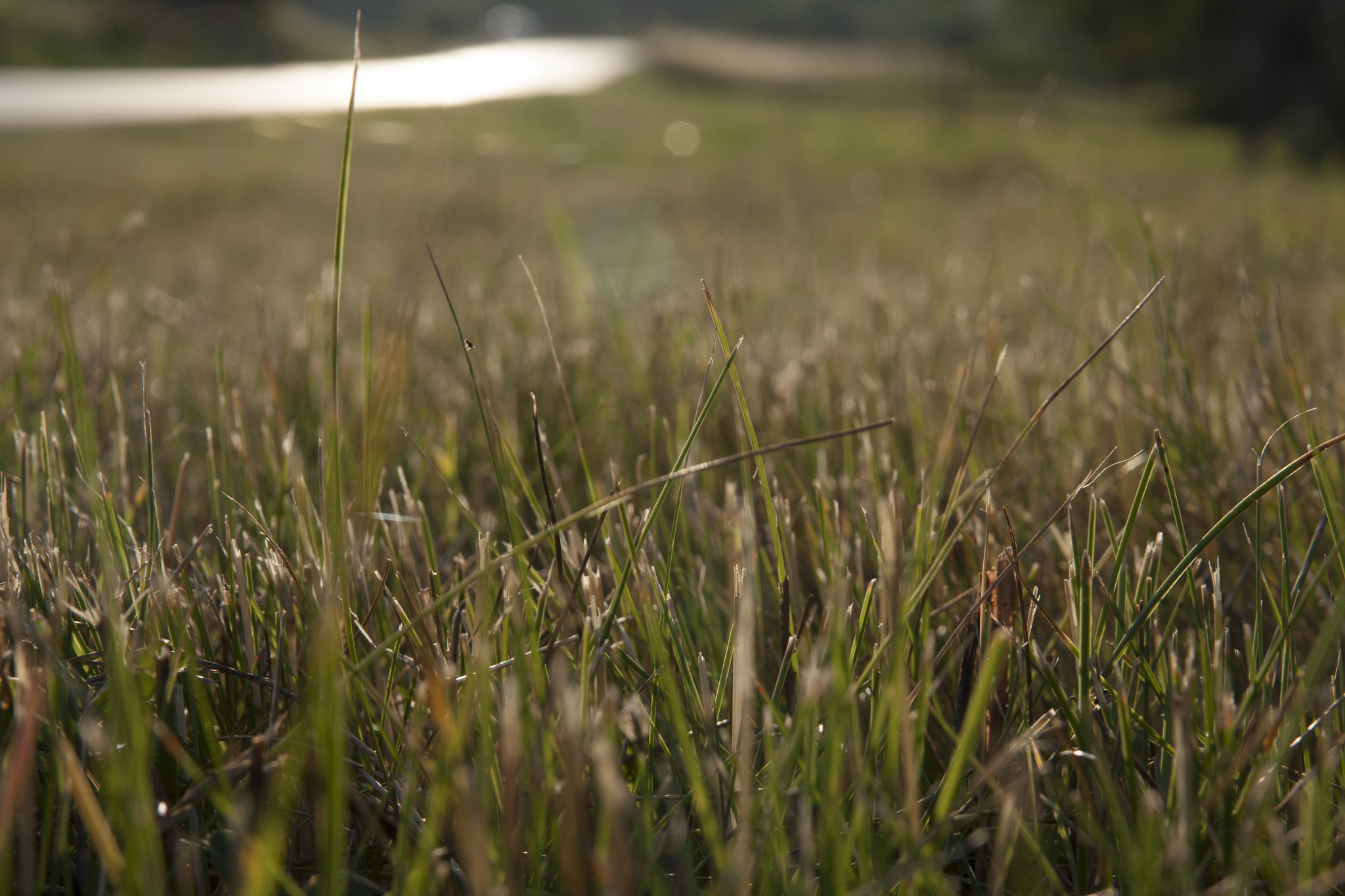 Sigma 17-70mm F2.8-4 DC Macro OS HSM sample photo. Sun in grass photography