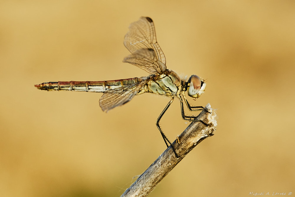 Sony ILCA-77M2 sample photo. Sympetrum fonscolombii photography