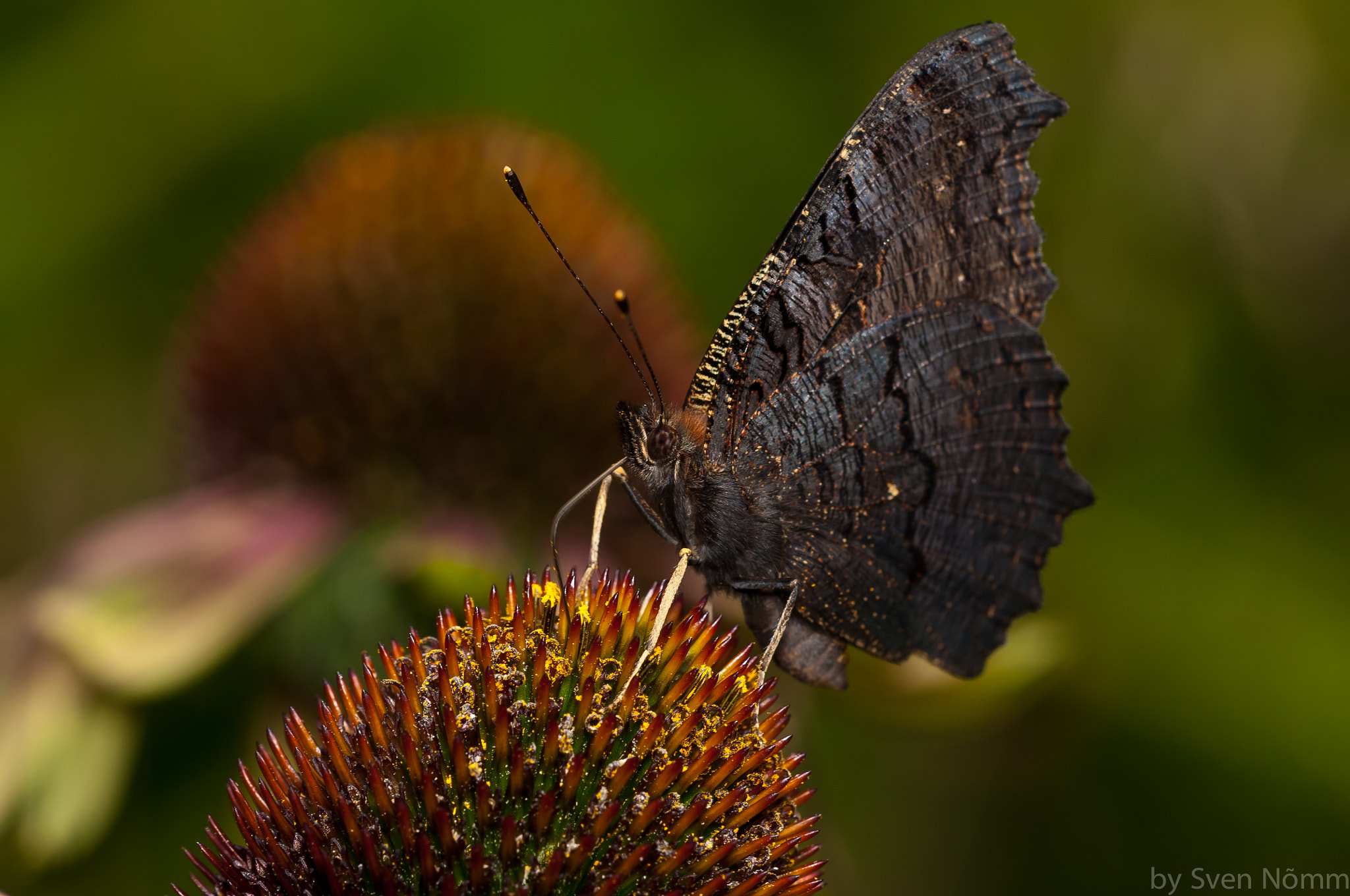 Sigma 150mm F2.8 EX DG Macro HSM sample photo. Butterfly photography