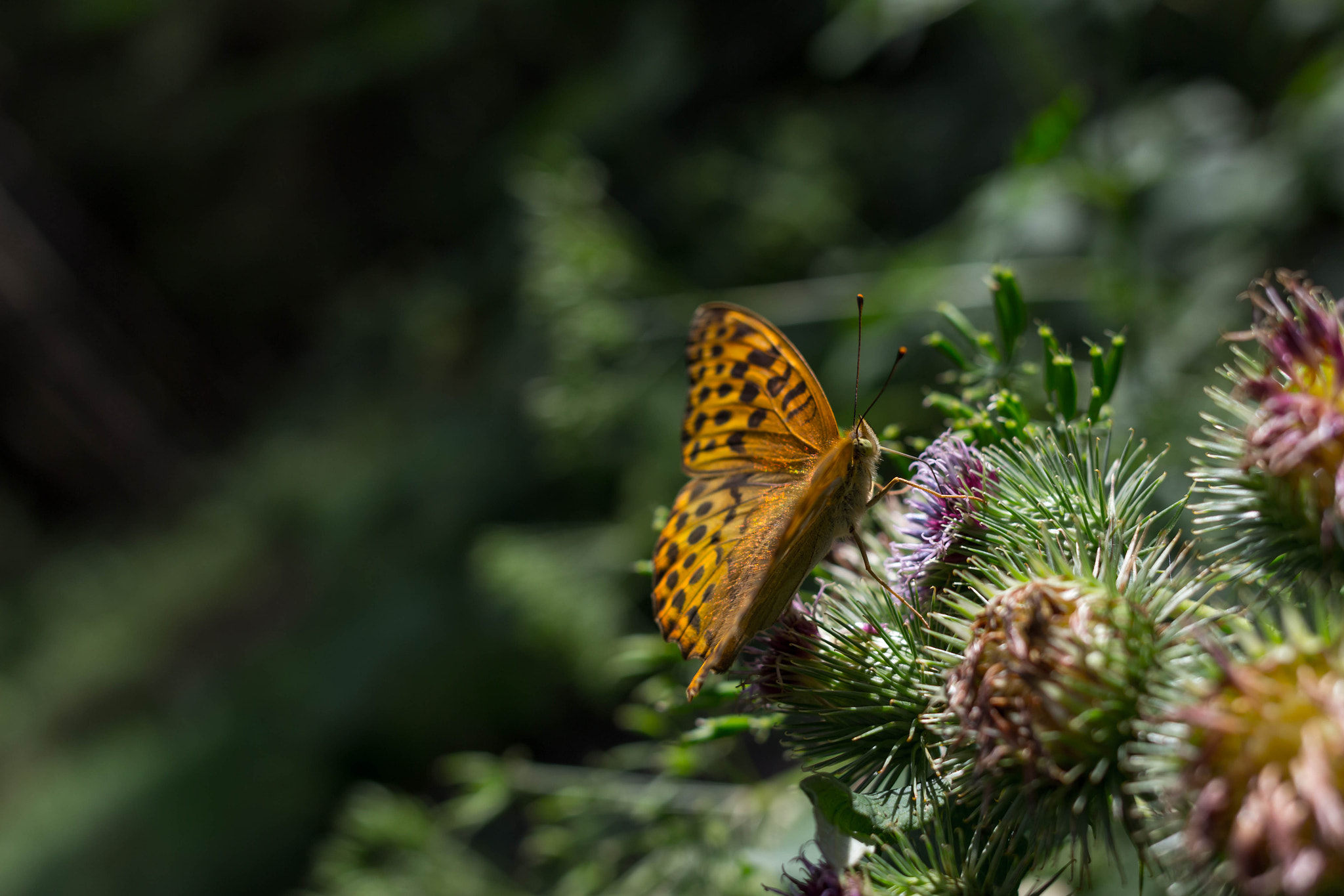Canon EF 28mm F2.8 IS USM sample photo. Le lepidopteran photography