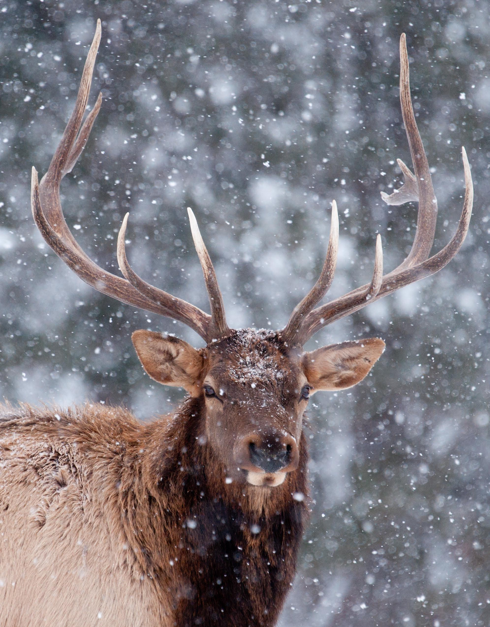 Bull Elk in Snow Storm by Susan Grexton Photo 16499939 / 500px