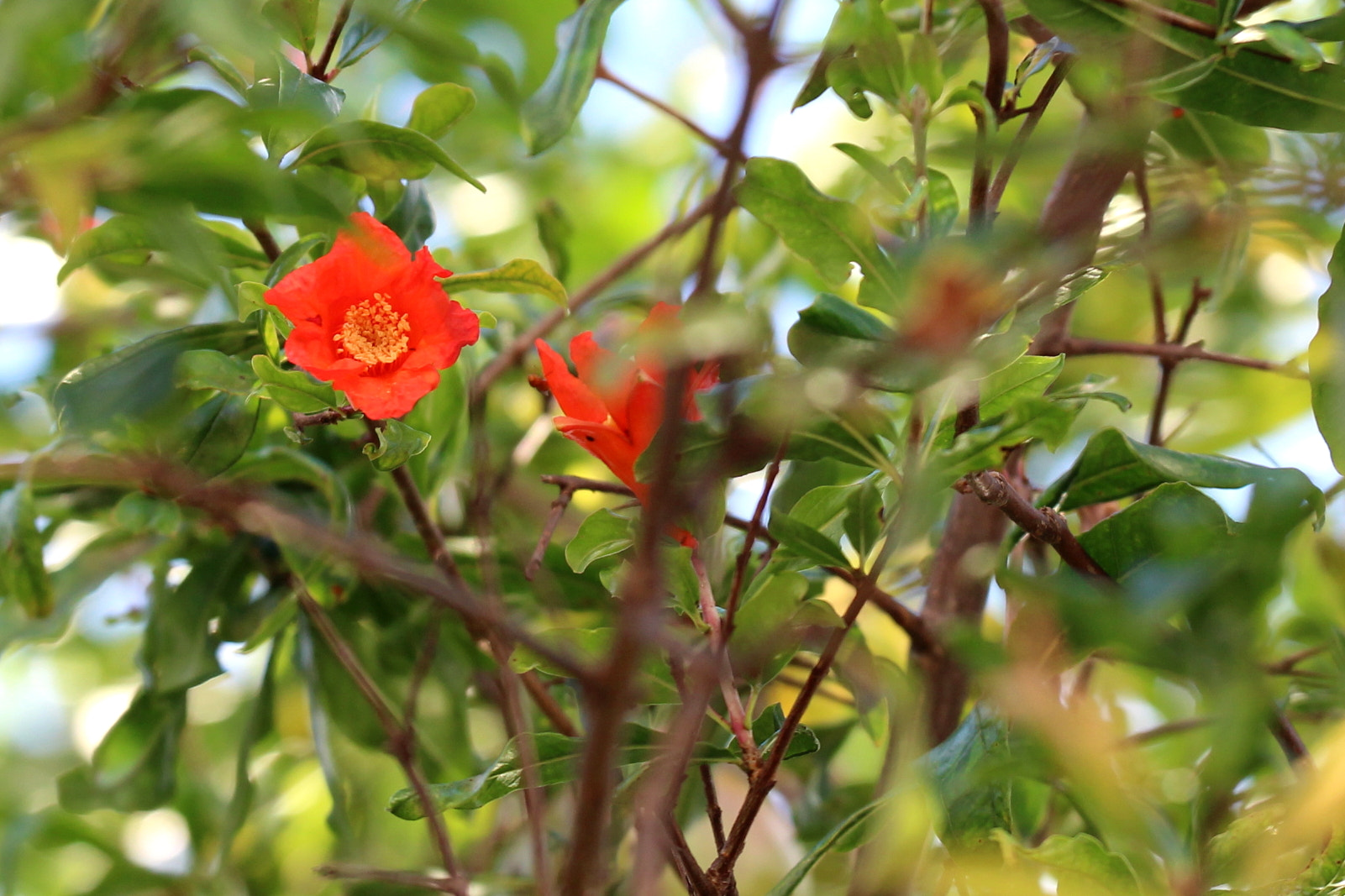 Sigma 150mm f/2.8 EX DG OS HSM APO Macro sample photo. Chamativa photography
