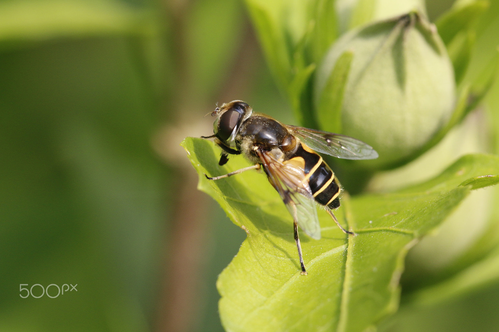 Sigma APO Macro 180mm F2.8 EX DG OS HSM sample photo. Insect at hibiscus plant photography