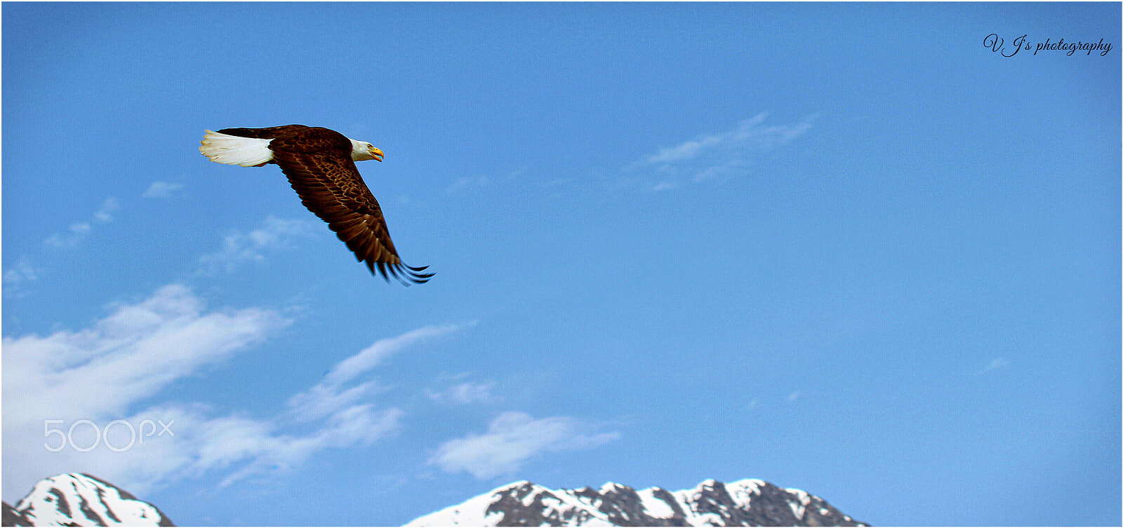 Canon 70-200mm sample photo. Bald eagle photography