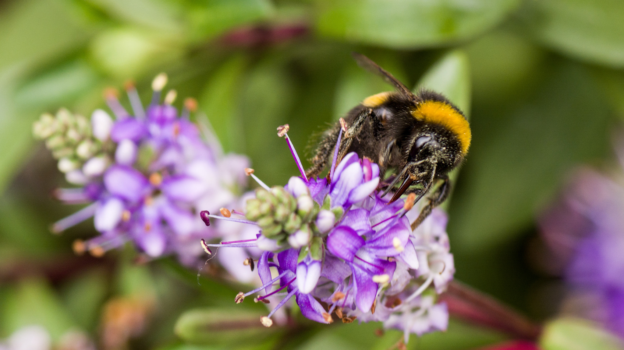 Nikon D5200 + Tamron SP 90mm F2.8 Di VC USD 1:1 Macro sample photo. Busy bee 2 photography