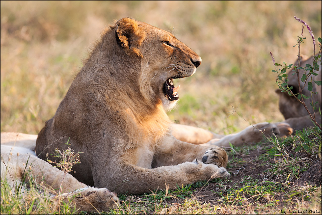 Canon EF 300mm F2.8L IS USM sample photo. Lions of serengeti №6 photography