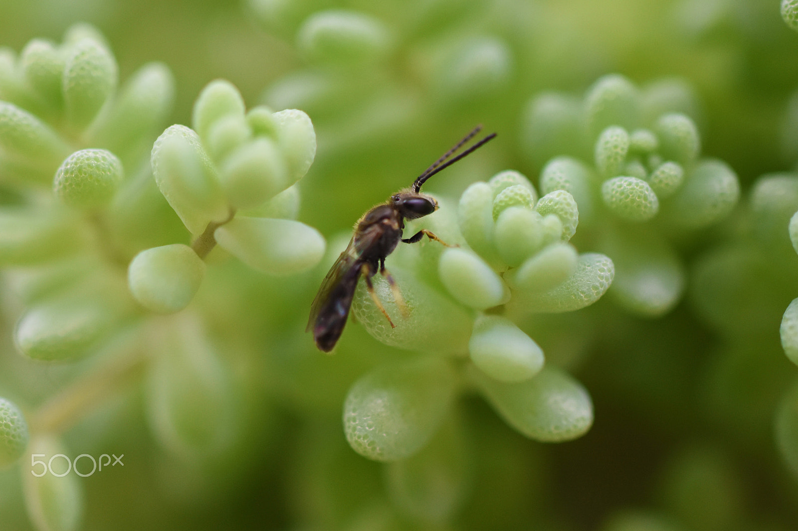 Nikon D5500 + Sigma 50mm F2.8 EX DG Macro sample photo. Living in green photography