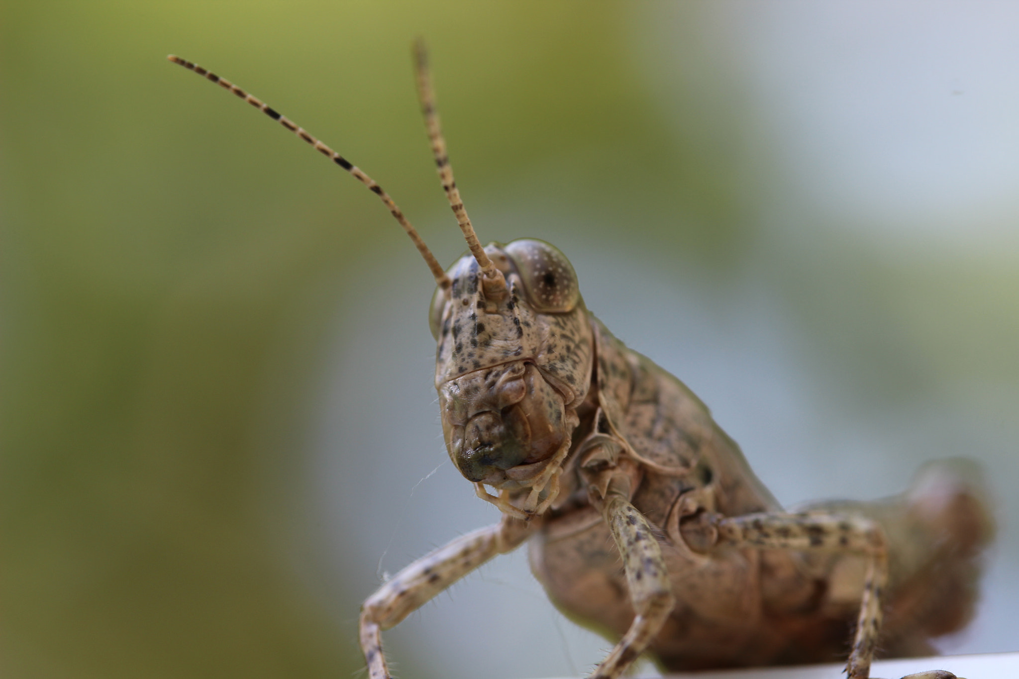 Canon EF-S 60mm F2.8 Macro USM sample photo. Not much one for taking photos of bugs but couldn't pass this up. photography