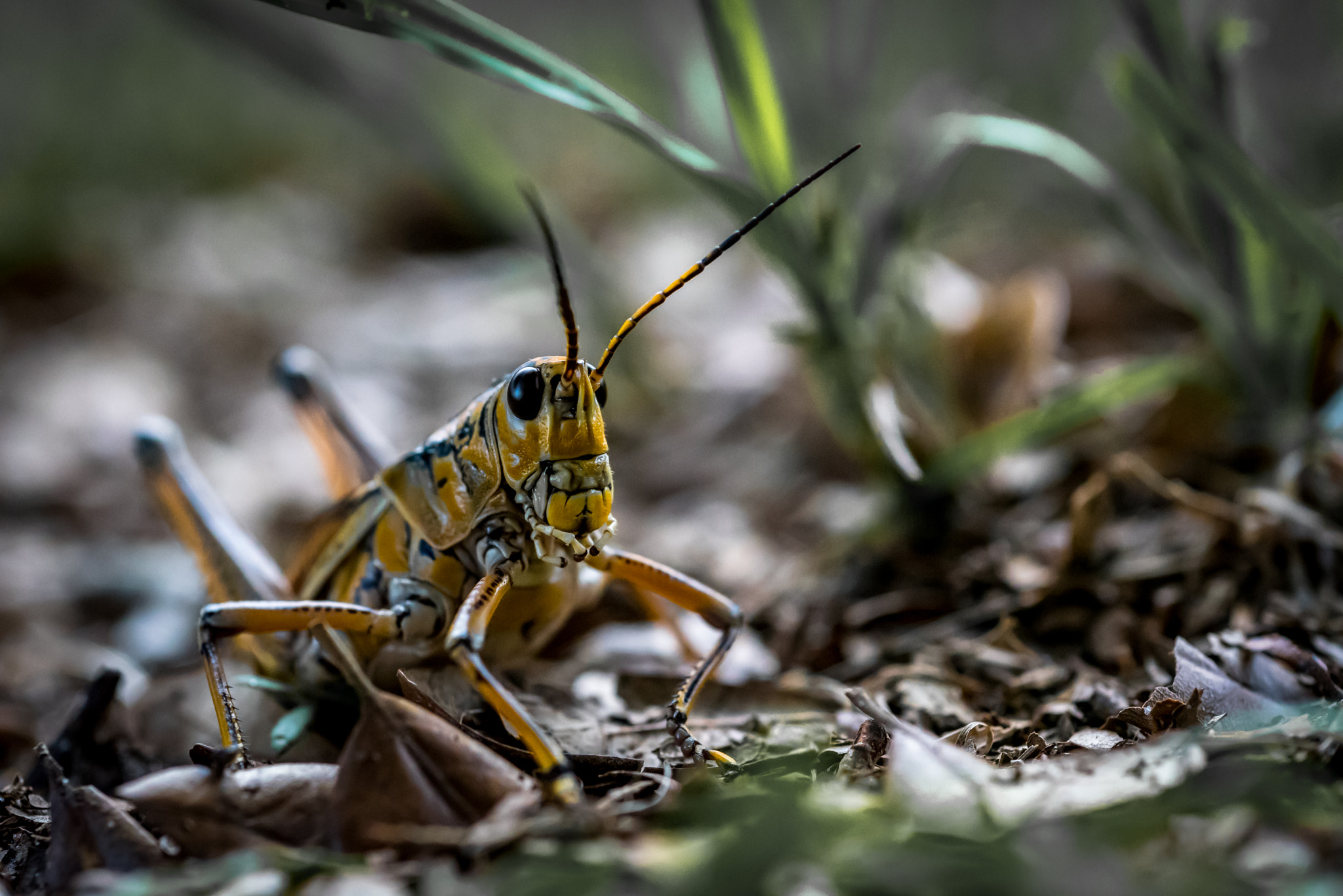 Nikon AF Micro-Nikkor 60mm F2.8D sample photo. Doc hopper photography