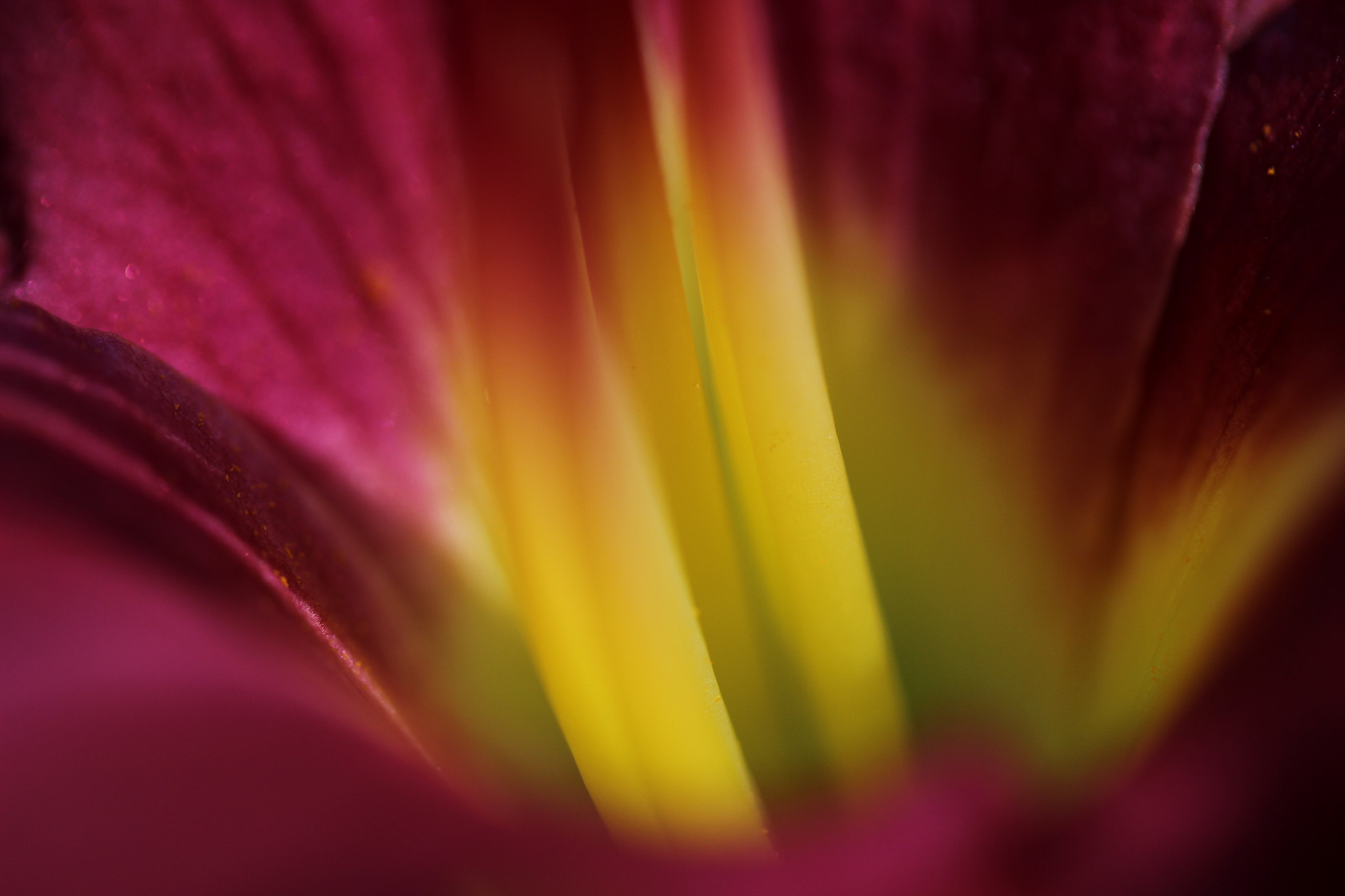 Canon EF-S 60mm F2.8 Macro USM sample photo. I like the abstractness this flower provided. photography