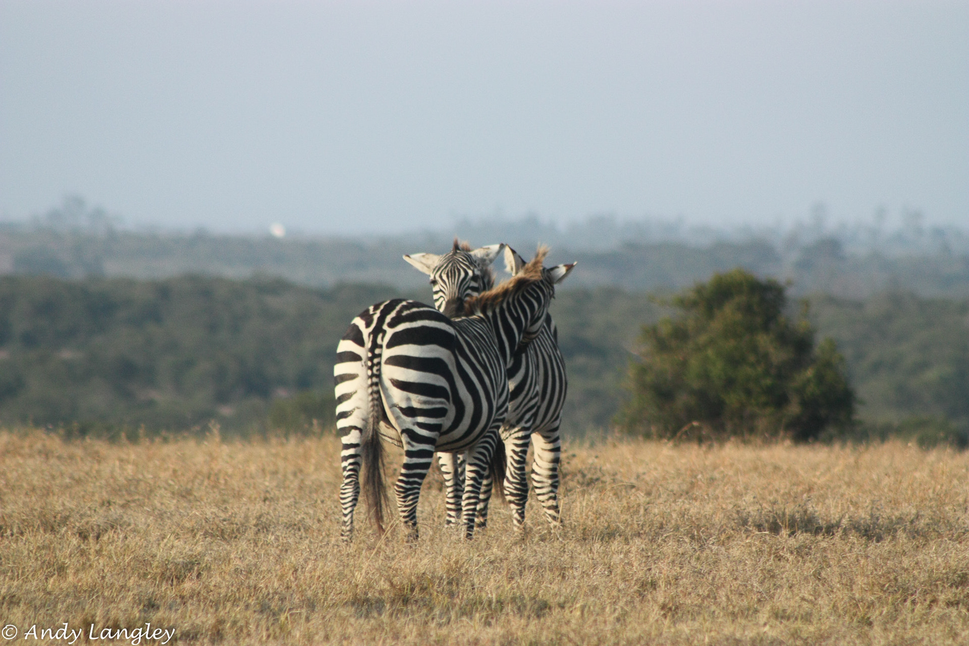 Canon EF 75-300mm f/4-5.6 USM sample photo. Zebra neck scratching photography