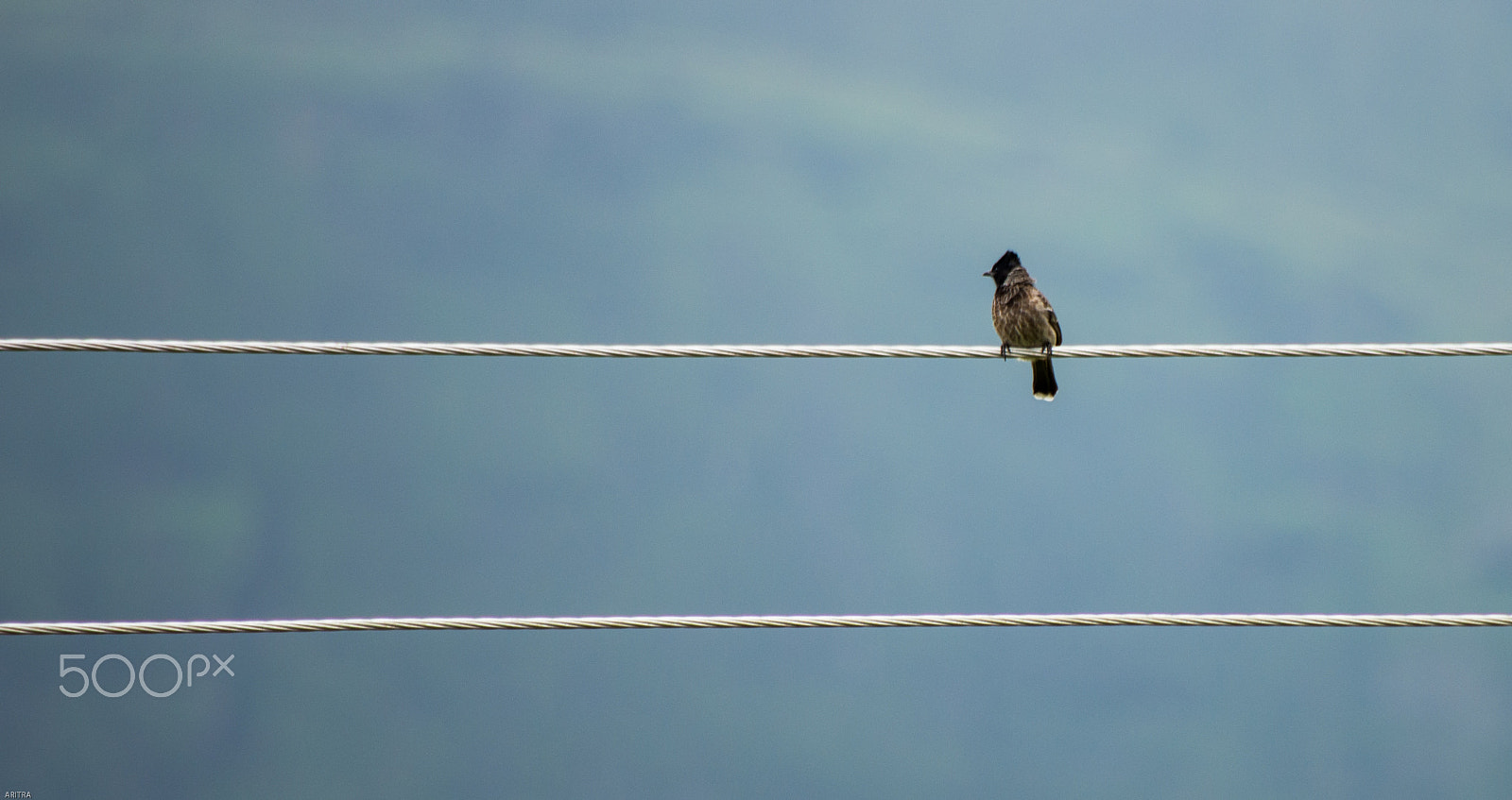 HD Pentax DA 55-300mm F4.0-5.8 ED WR sample photo. Red vented bulbul photography