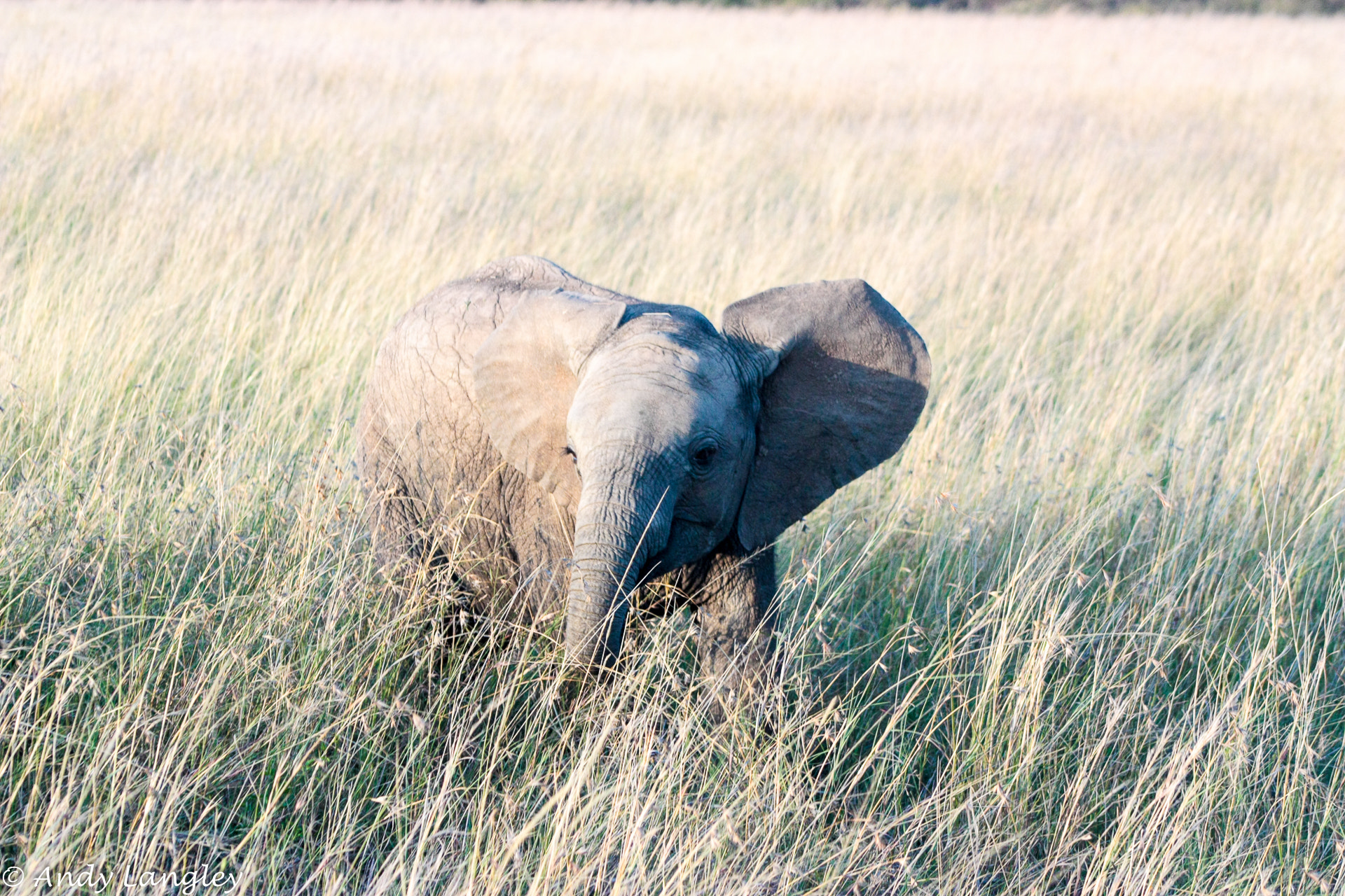 Canon EF 75-300mm f/4-5.6 USM sample photo. Baby bush elephant practicing being scary photography