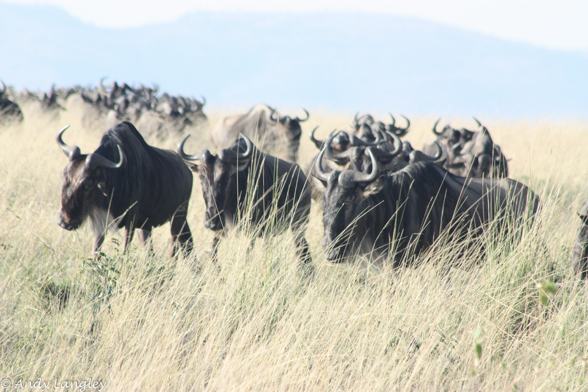 Canon EF 75-300mm f/4-5.6 USM sample photo. Wildebeest gnu migration, kenya photography