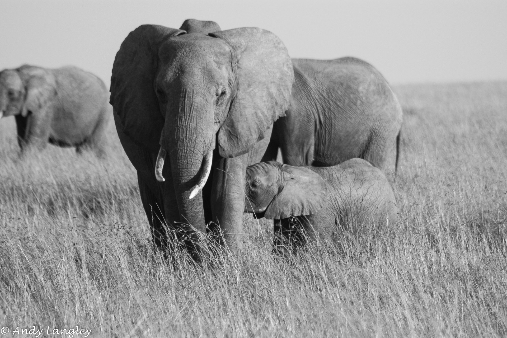 Canon EF 75-300mm f/4-5.6 USM sample photo. Female african bush elephant, nursing photography