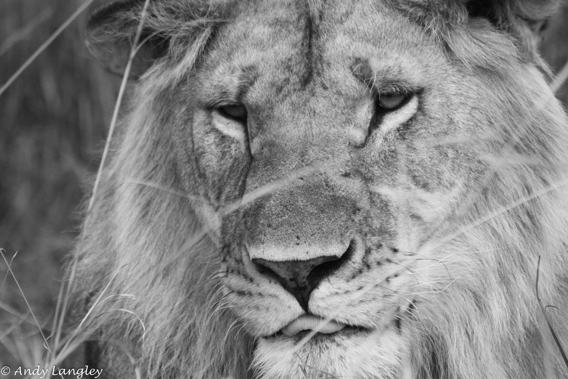 Canon EF 75-300mm f/4-5.6 USM sample photo. Lion full of gnu photography