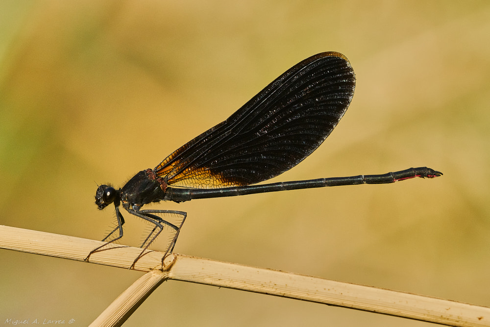Sony ILCA-77M2 sample photo. Calopteryx haemorrhoidalis photography