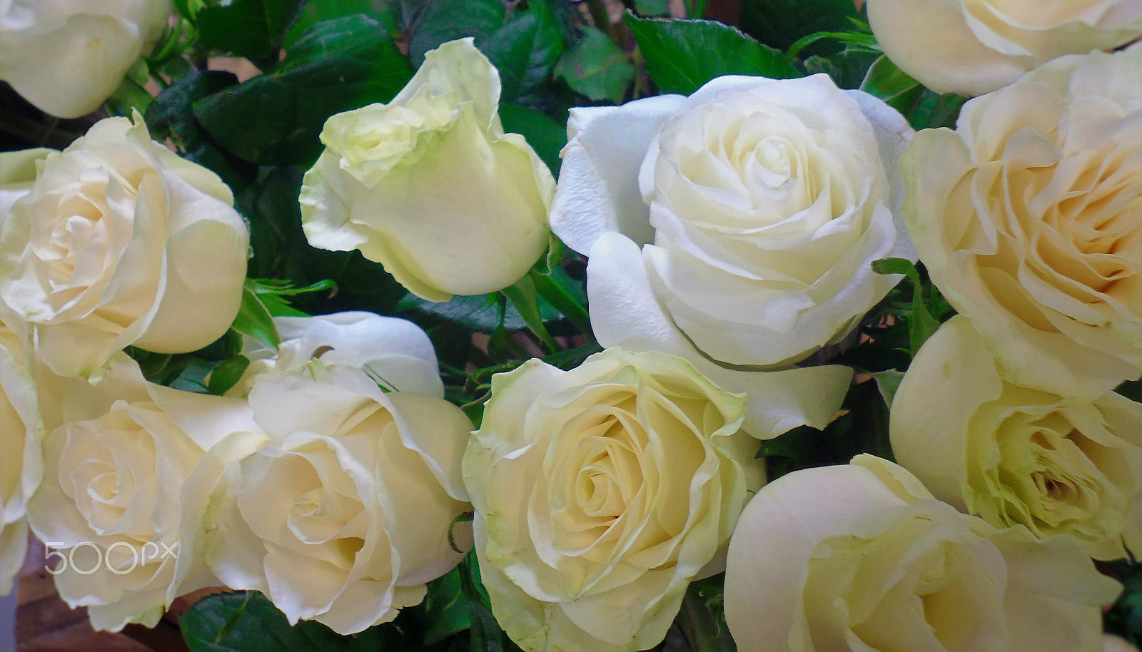 Panasonic DMC-XS1 sample photo. Bouquet of white roses photography