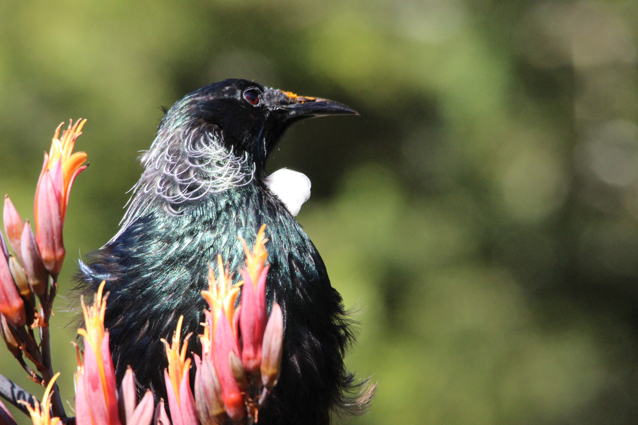 Sigma 150-500mm F5-6.3 DG OS HSM sample photo. Tui photography