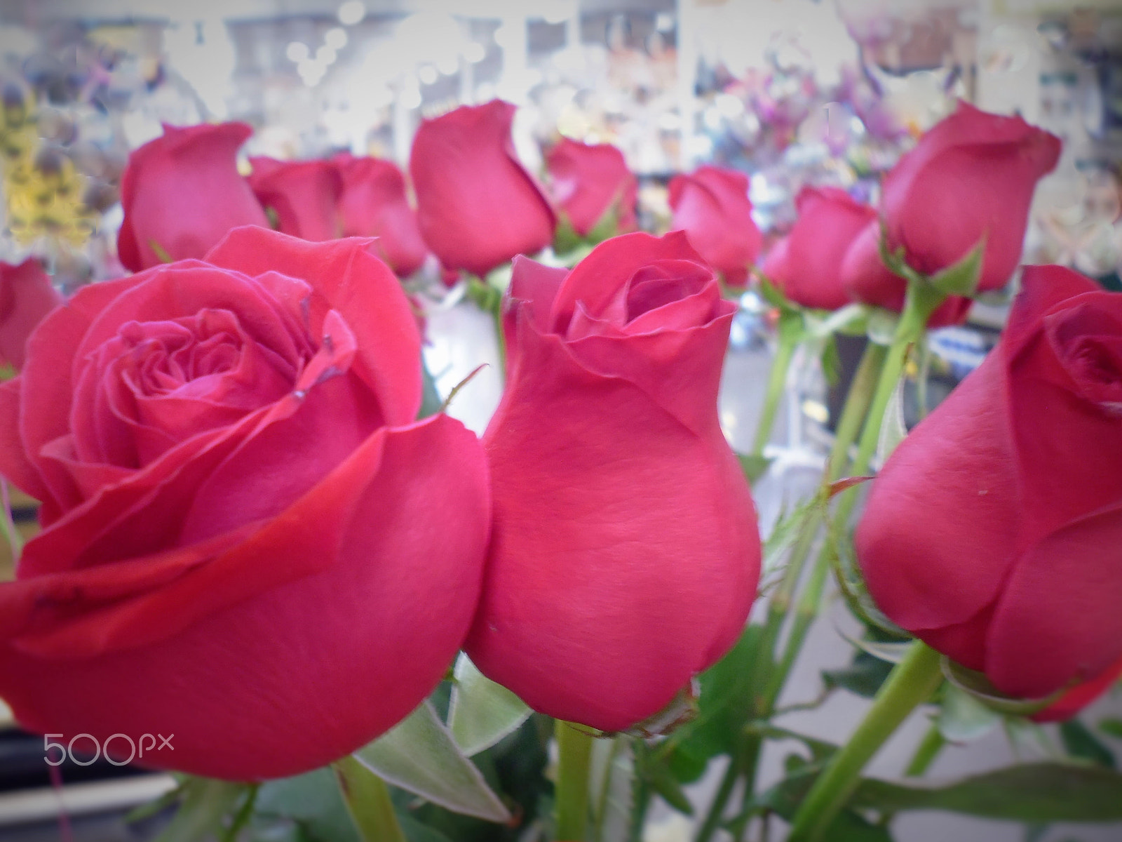 Panasonic DMC-XS1 sample photo. Bouquet of roses photography