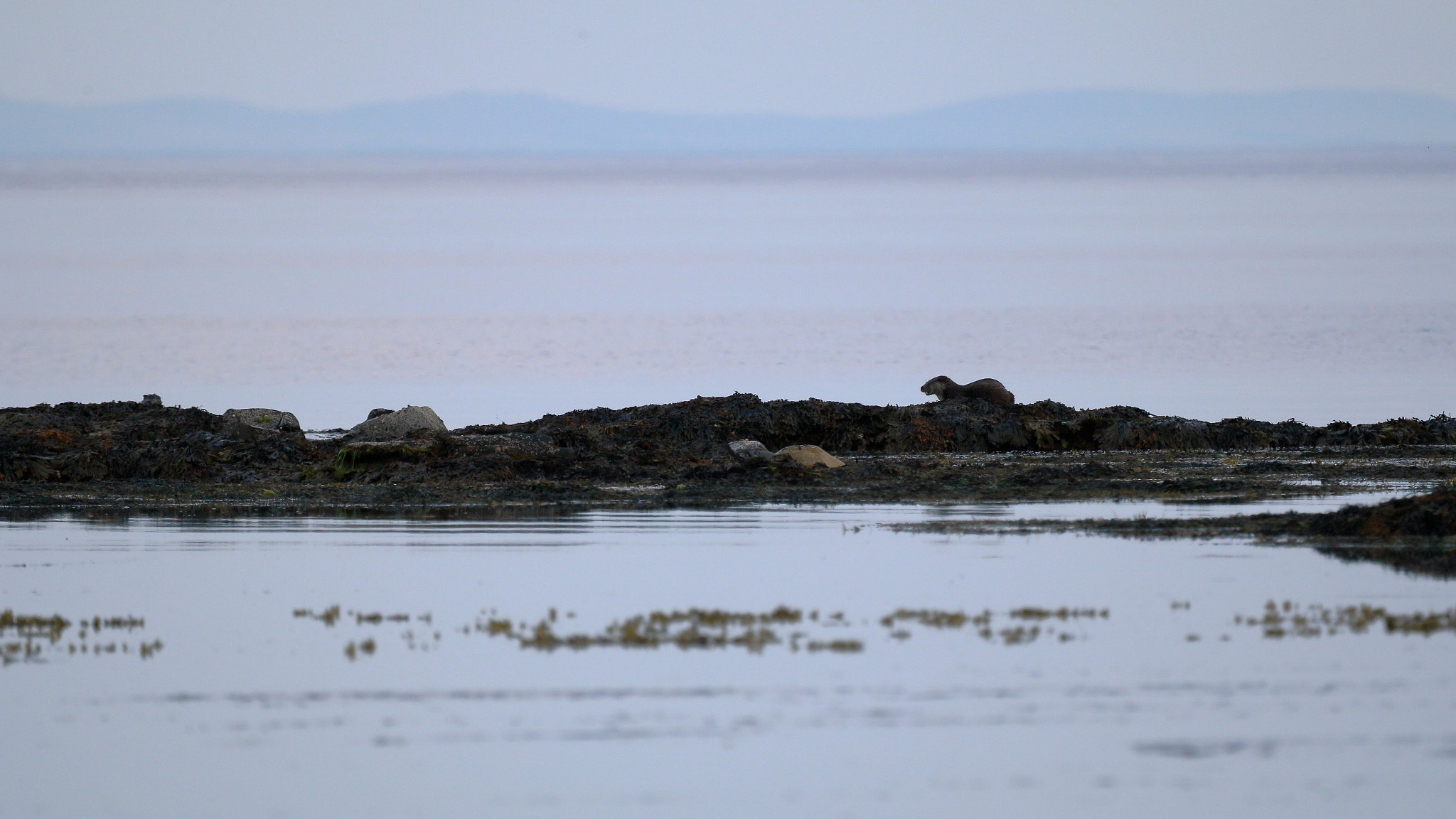 Canon EF 100-400mm F4.5-5.6L IS USM sample photo. An otter spotted down kildonan beach on arran. photography