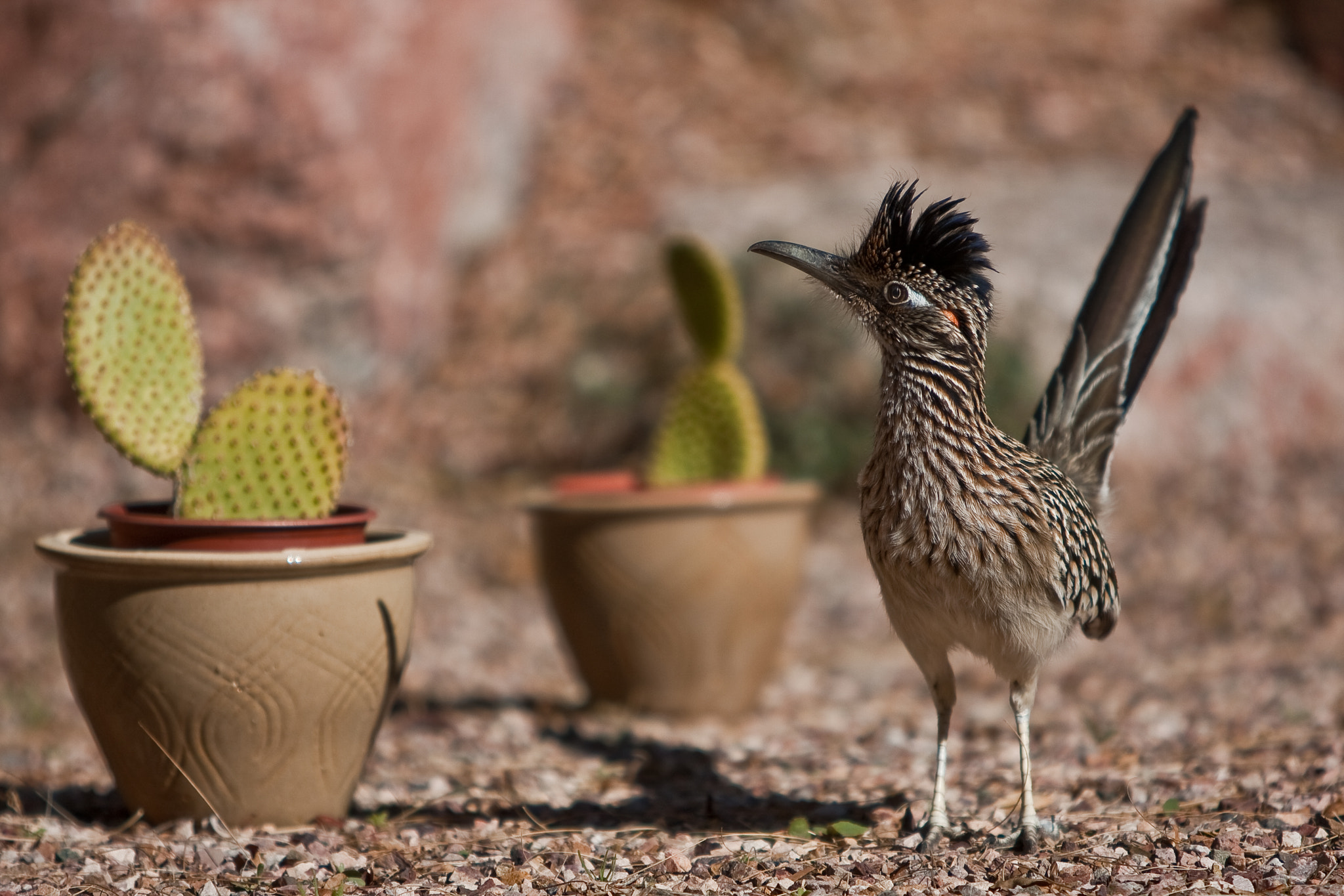 Canon EF 70-200mm F2.8L IS USM sample photo. I'm a little road runner; beep beep! photography