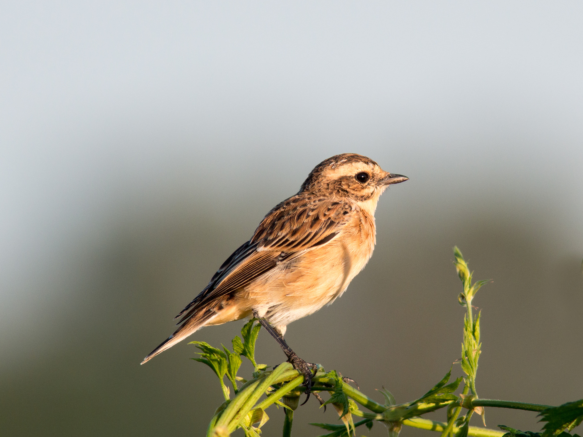 Olympus OM-D E-M1 sample photo. Whinchat photography