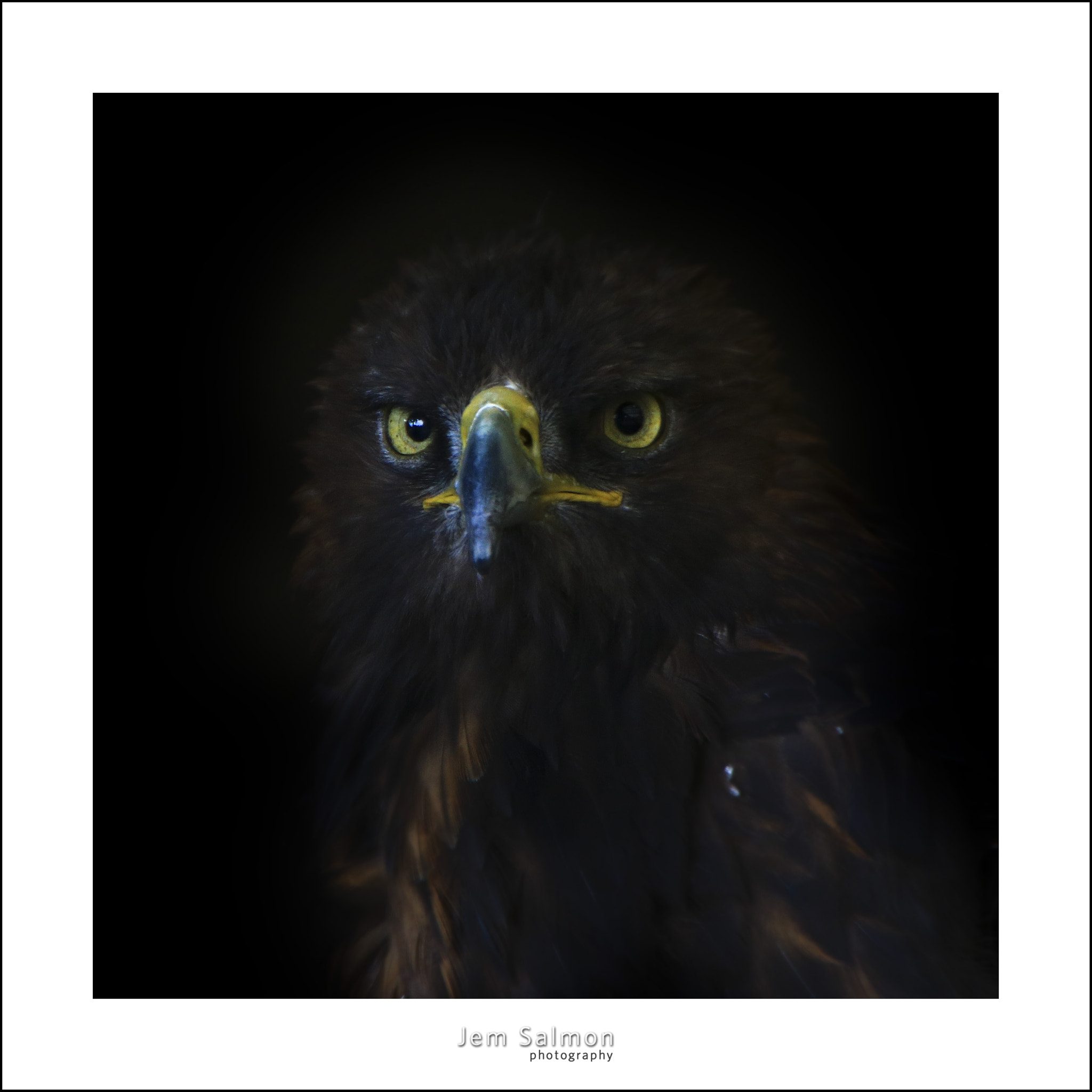 Canon EOS 750D (EOS Rebel T6i / EOS Kiss X8i) sample photo. Golden eagle photography