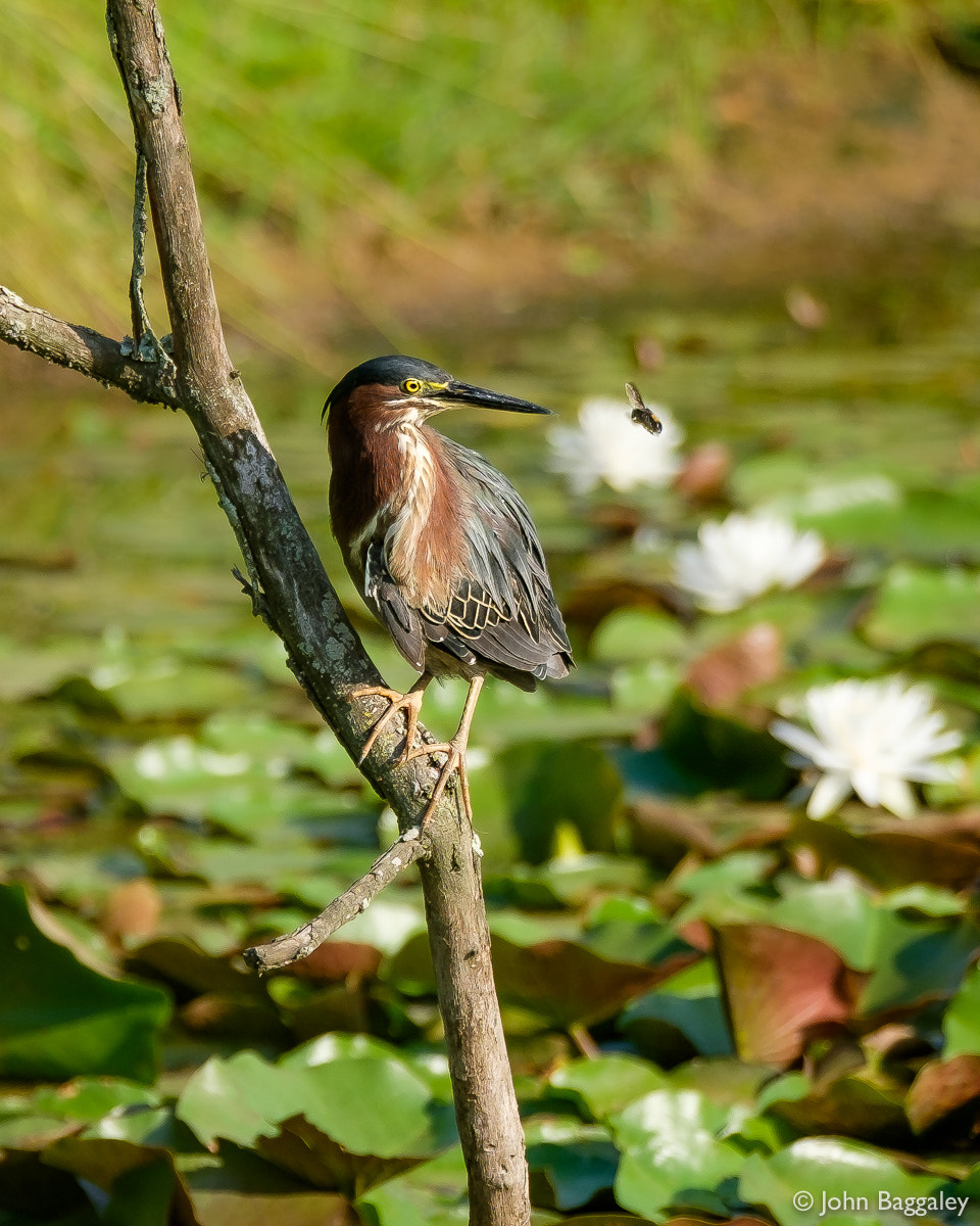 Fujifilm X-T1 + XF50-140mmF2.8 R LM OIS WR + 1.4x sample photo. The heron and the bee photography