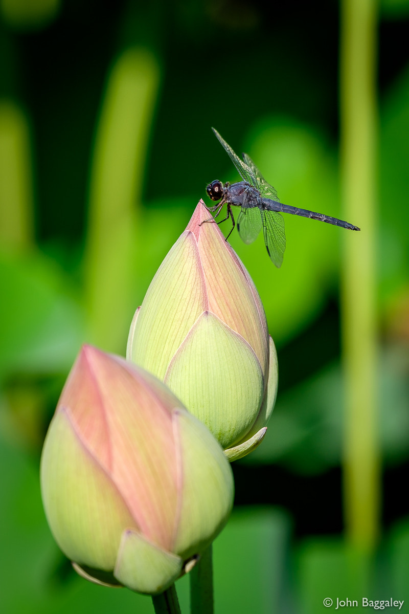 XF50-140mmF2.8 R LM OIS WR + 1.4x sample photo. A dragonfly and two bulbs photography