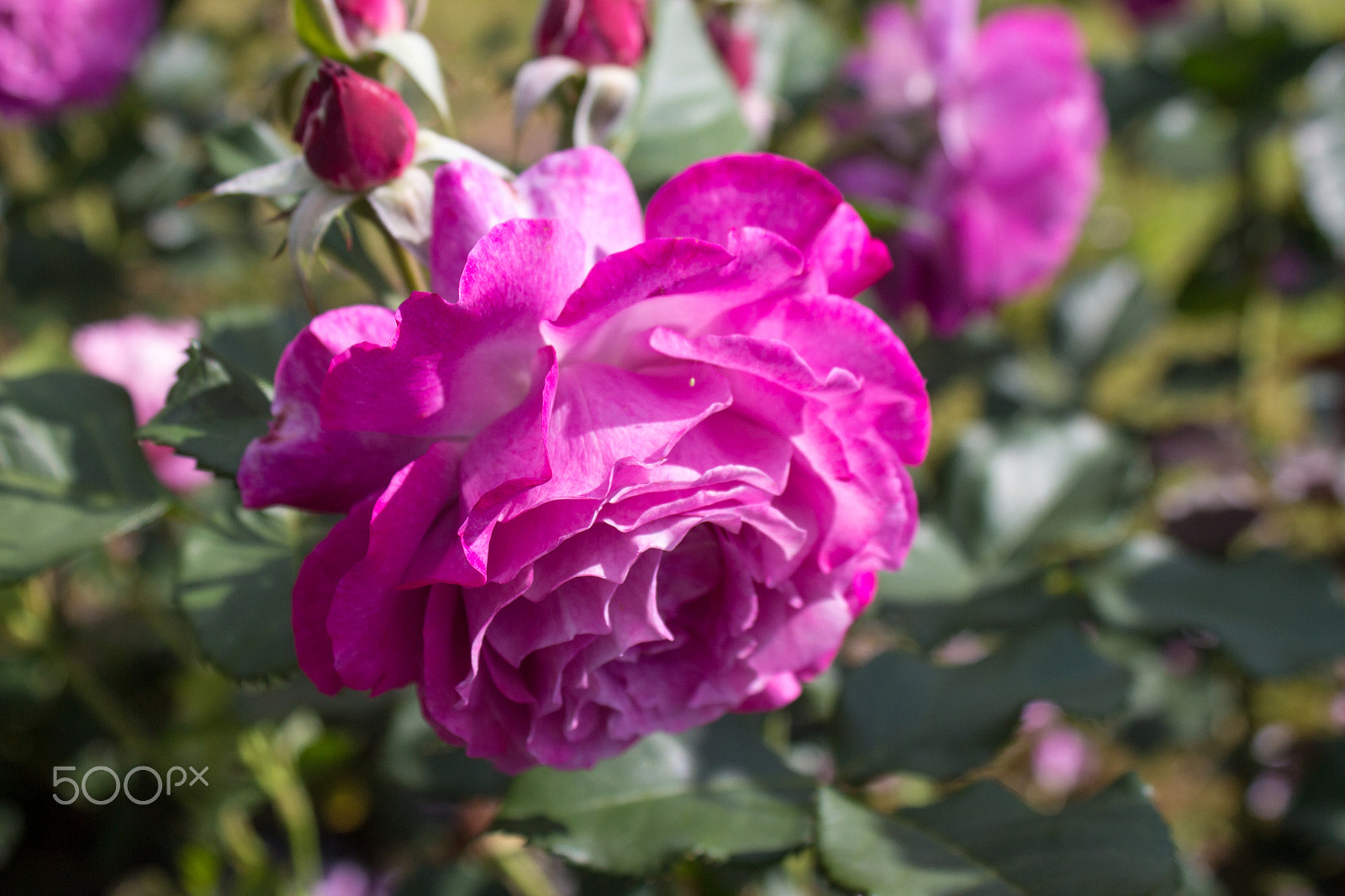 Canon EOS 650D (EOS Rebel T4i / EOS Kiss X6i) sample photo. Beautiful rose photography