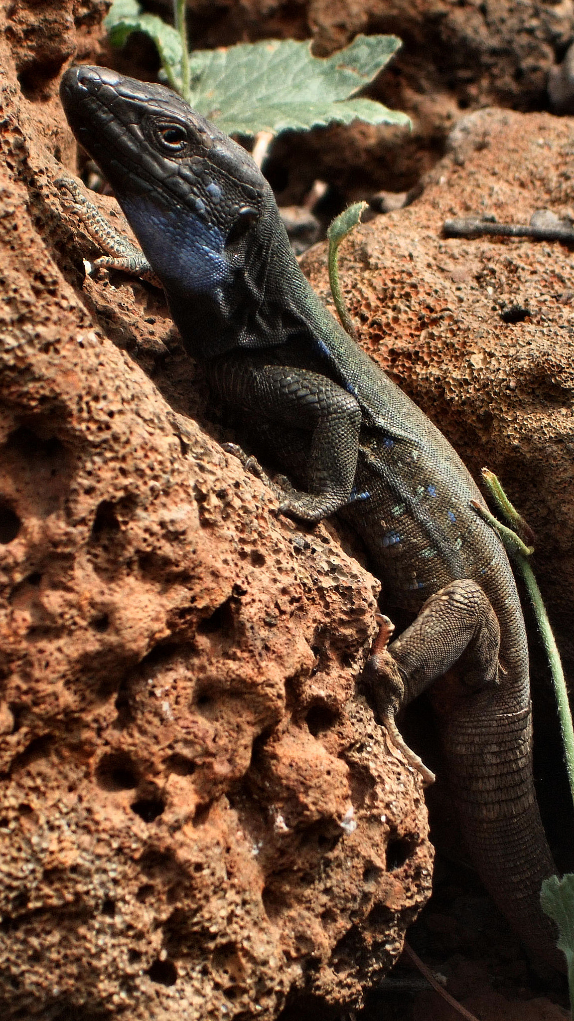 Fujifilm FinePix F60fd sample photo. Canary lizard | la palma | spain photography