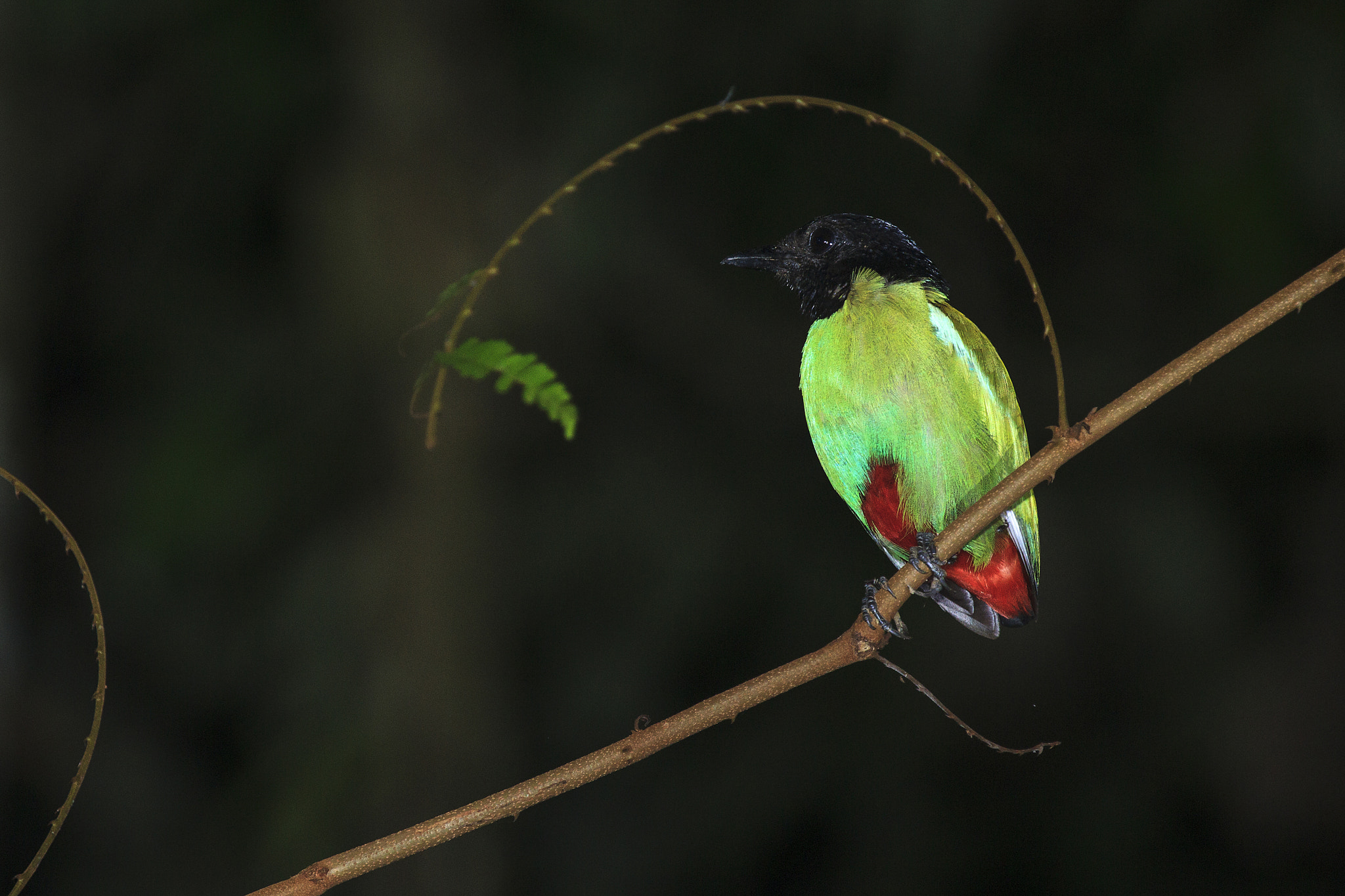 Canon EF 100-400mm F4.5-5.6L IS USM sample photo. Hooded pitta photography