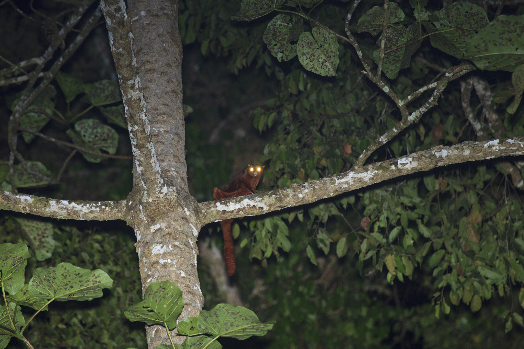 Canon EF 100-400mm F4.5-5.6L IS USM sample photo. Red giant flying squirrel photography