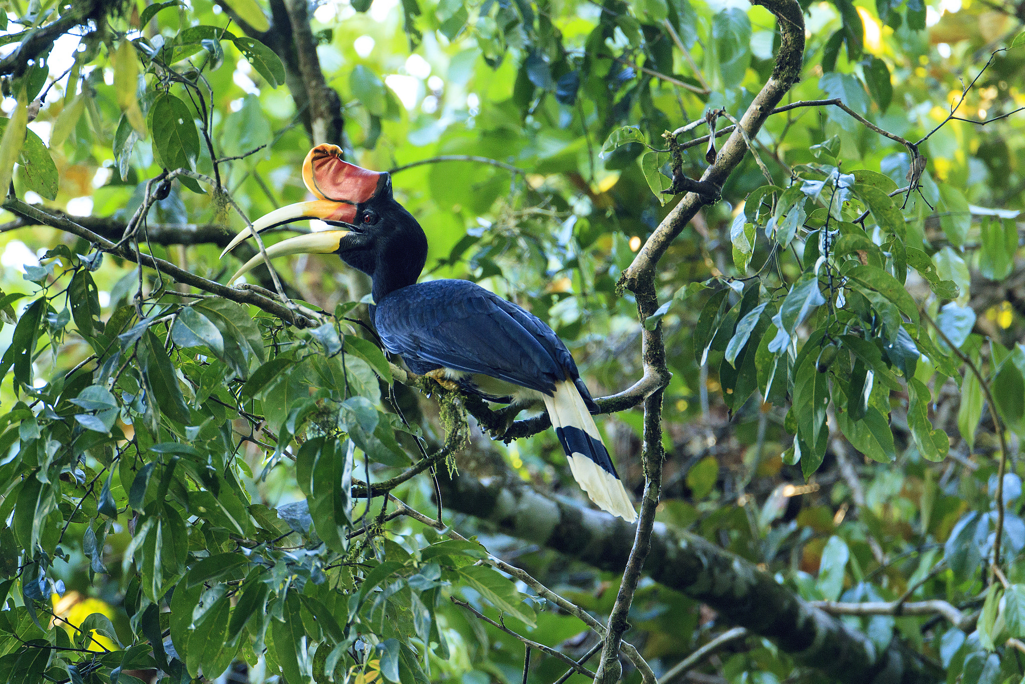 Canon EF 500mm F4L IS USM sample photo. Male rhinoceros hornbill photography