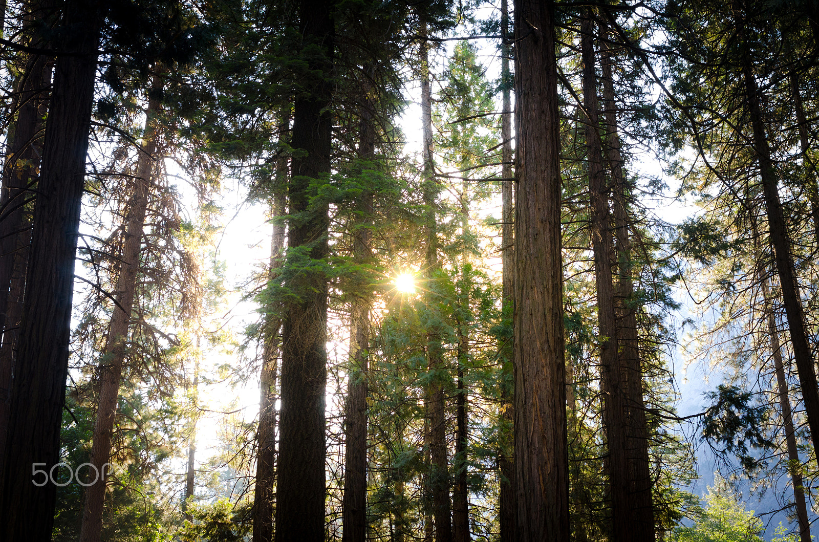 Nikon D7000 + AF Zoom-Nikkor 35-70mm f/2.8D sample photo. Morning in yosemite photography