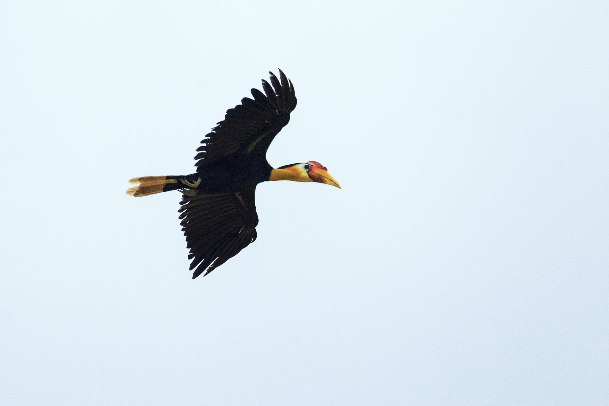 Canon EF 500mm F4L IS USM sample photo. Wrinkled hornbill photography