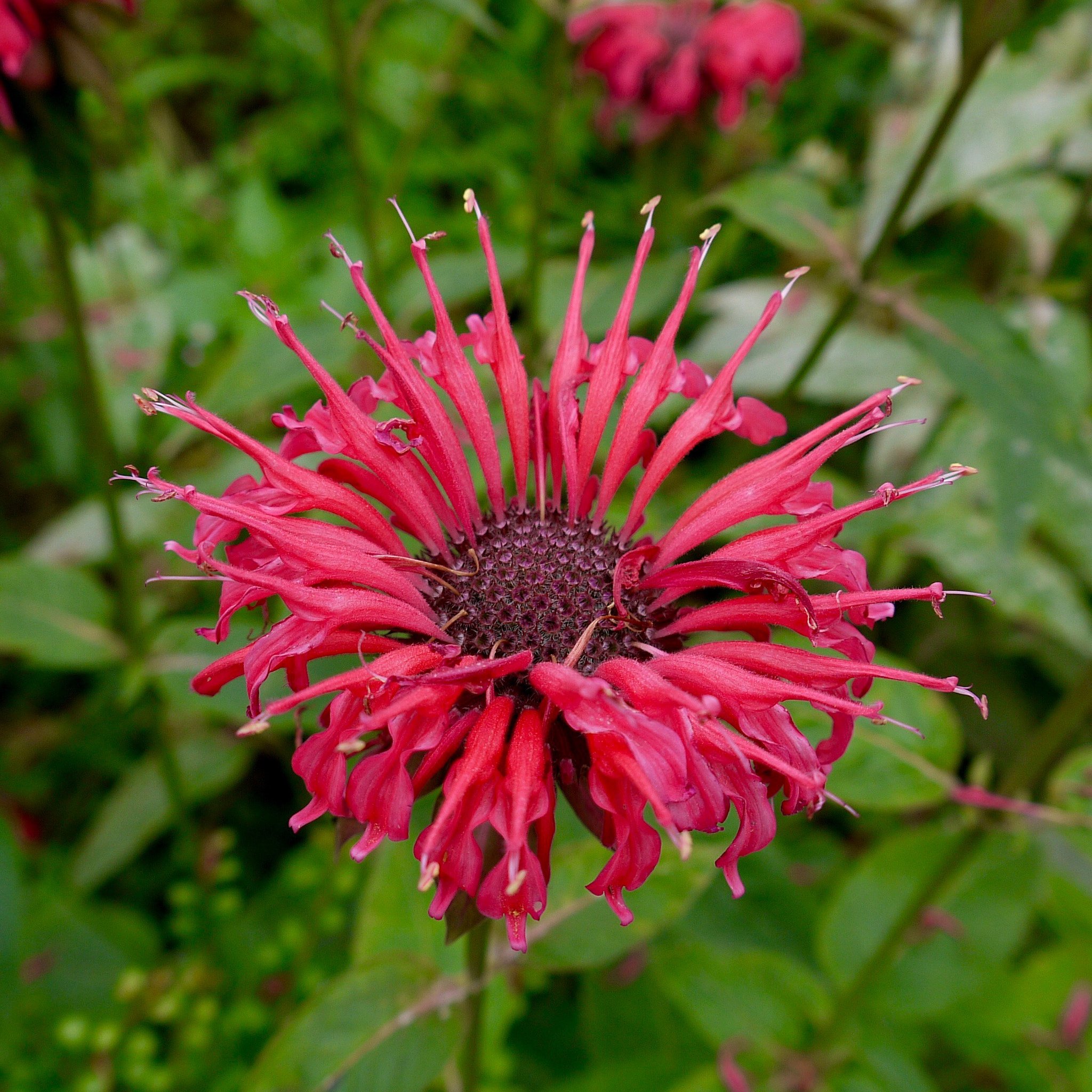 Panasonic Lumix DMC-G2 sample photo